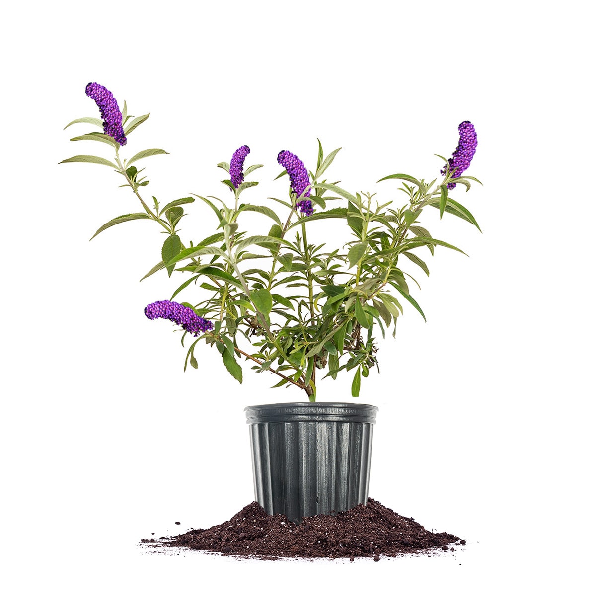 Perfect Plants LOBLKNIGTBTERFYBSH1G Purple Black Knight Butterfly Bush Flowering Shrub in 1-Gallon Pot