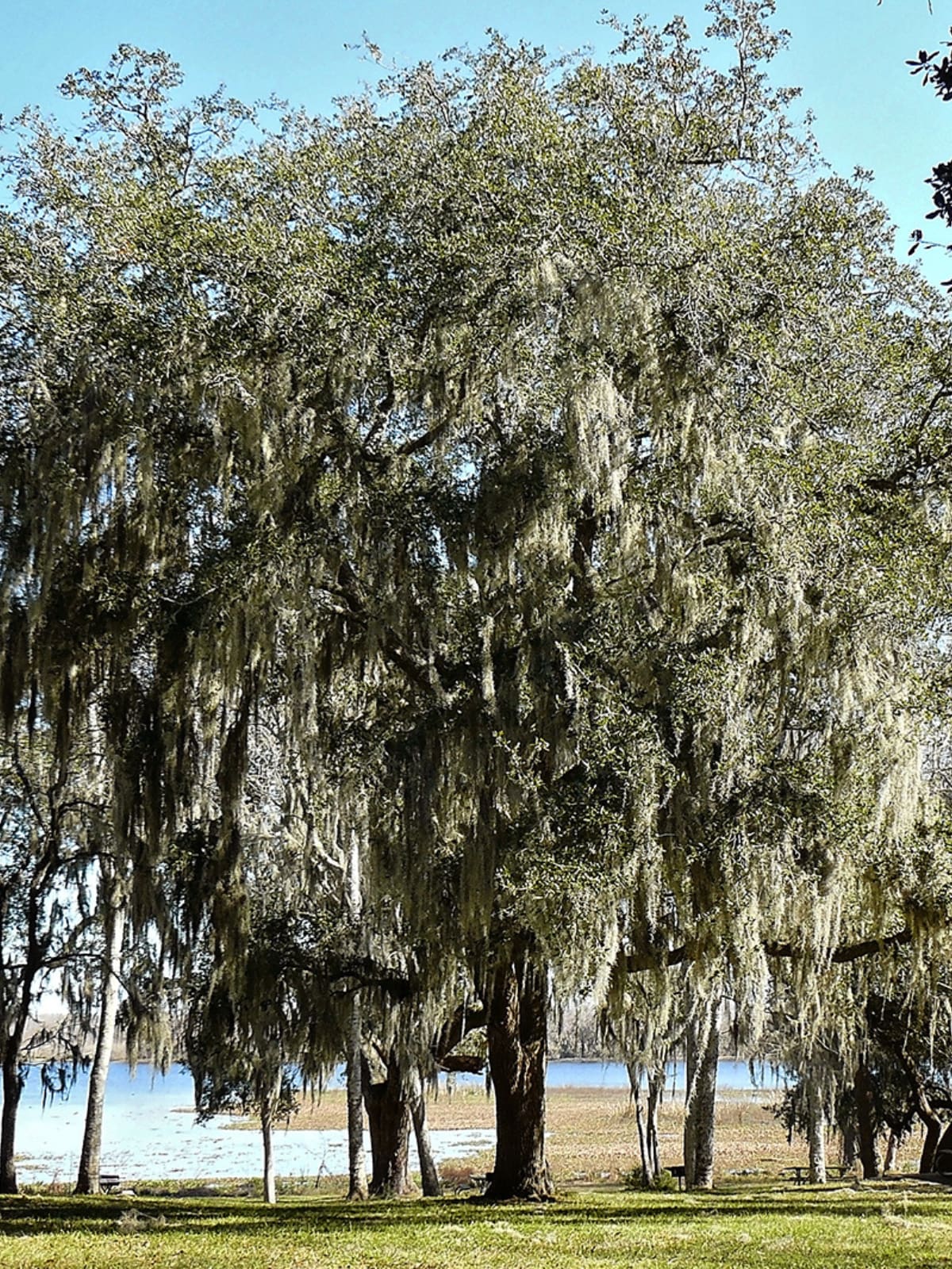 Southern Planters OAKLIV07G 7 -Gallon Green Shade Live Oak In pot (with soil)