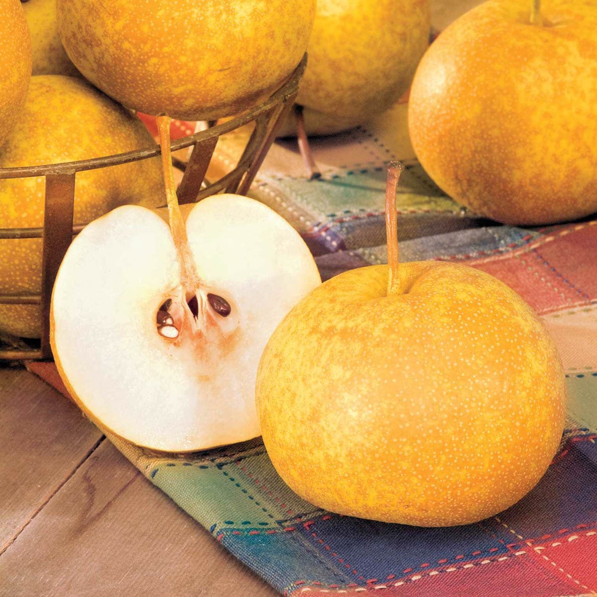 Gurney's Seed and Nursery 92641 1 Count Fruit Tree Drippin Honey Standard Pear In pot (with soil)