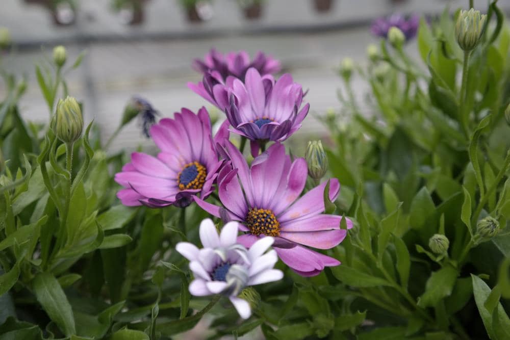 Lowe's NURSERY Multicolor African Daisy in 2.5-Quart