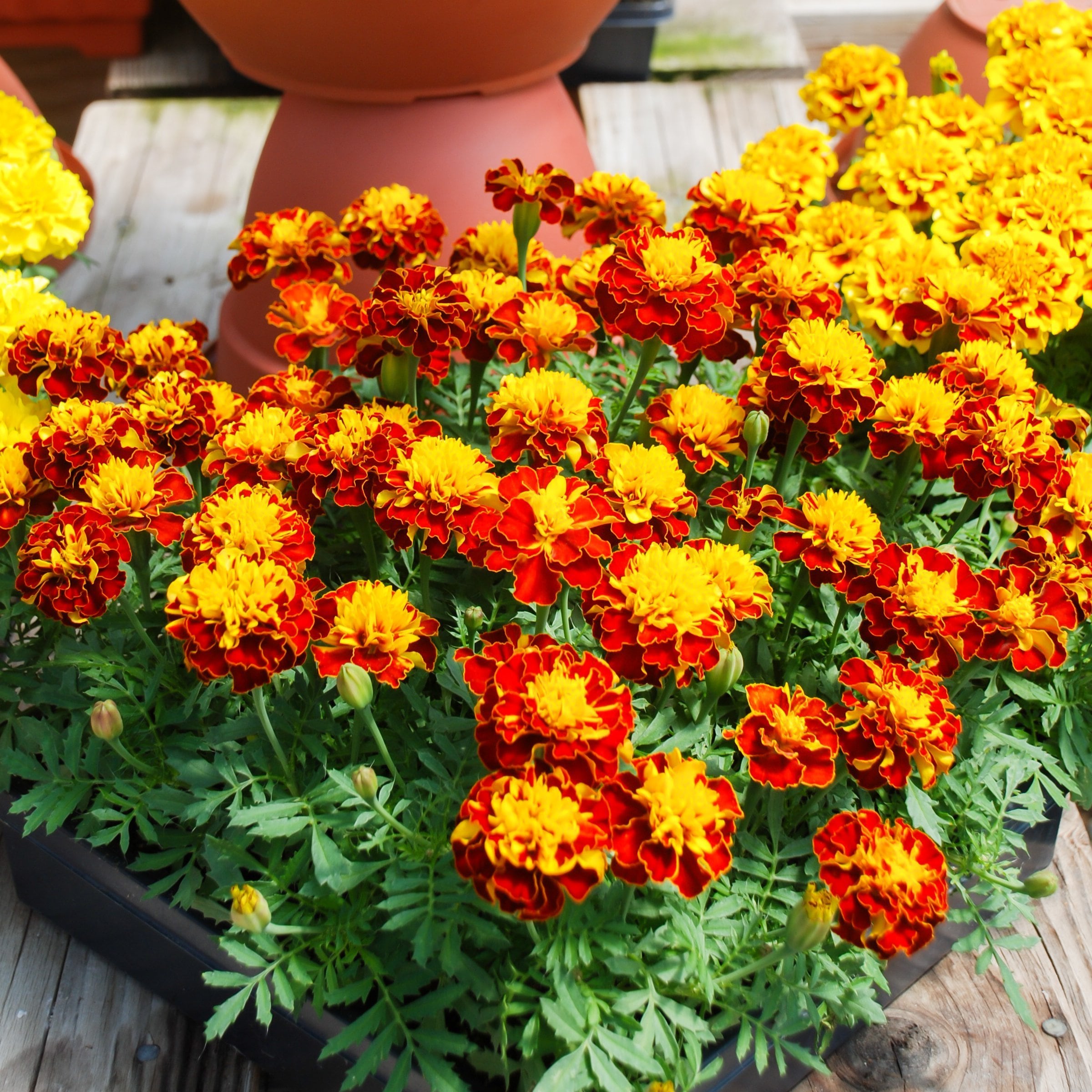 National Plant Network LW2583 annuals - View #3