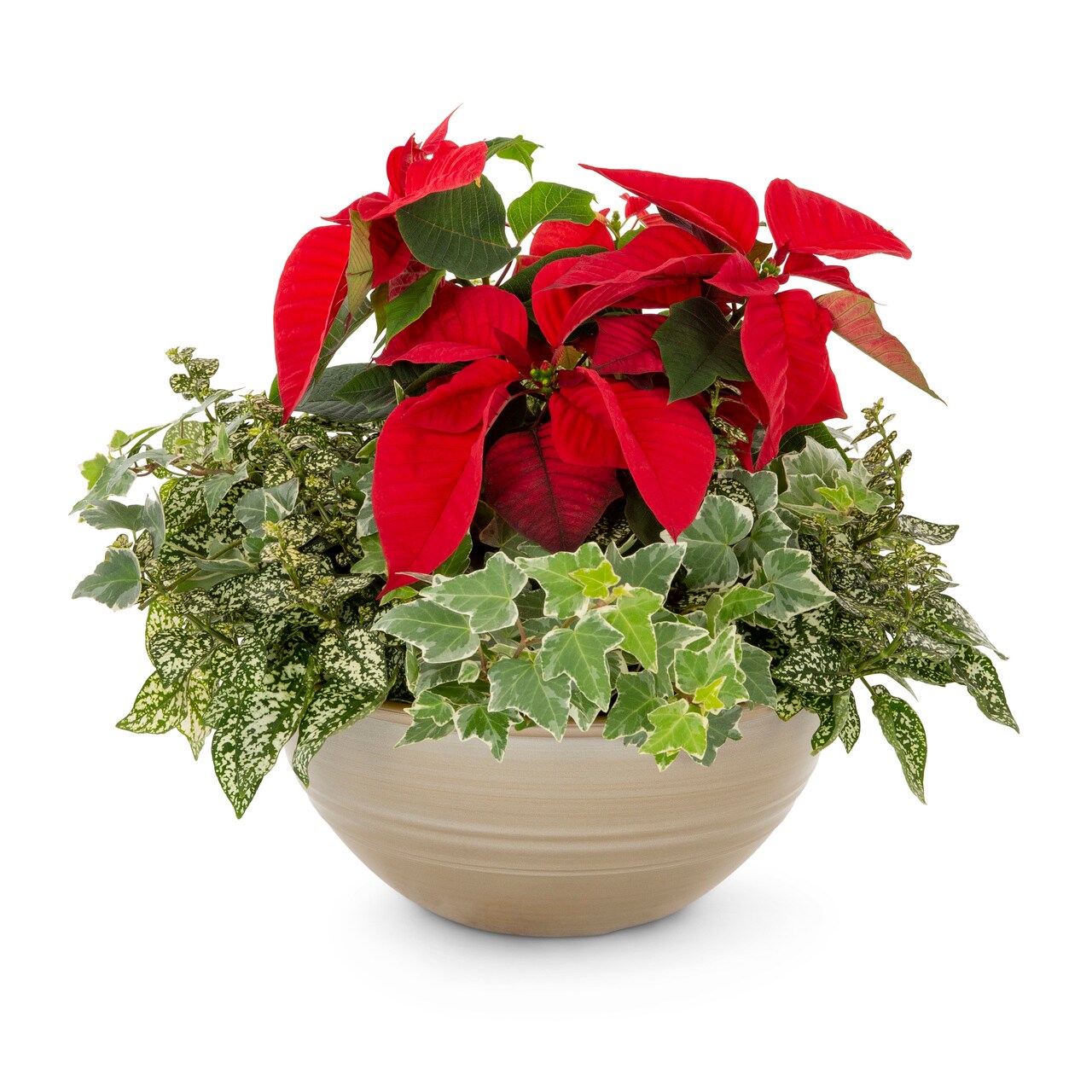  5492960 1.5 -Gallon Fresh Christmas Potted Poinsettia