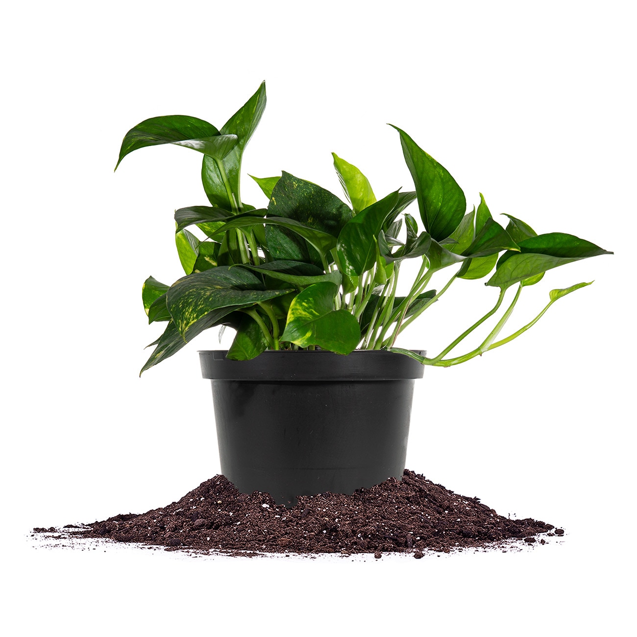 Perfect Plants LOGOLDPOTHOS6IN Golden Pothos House plant in 6 Inch(es) Pot