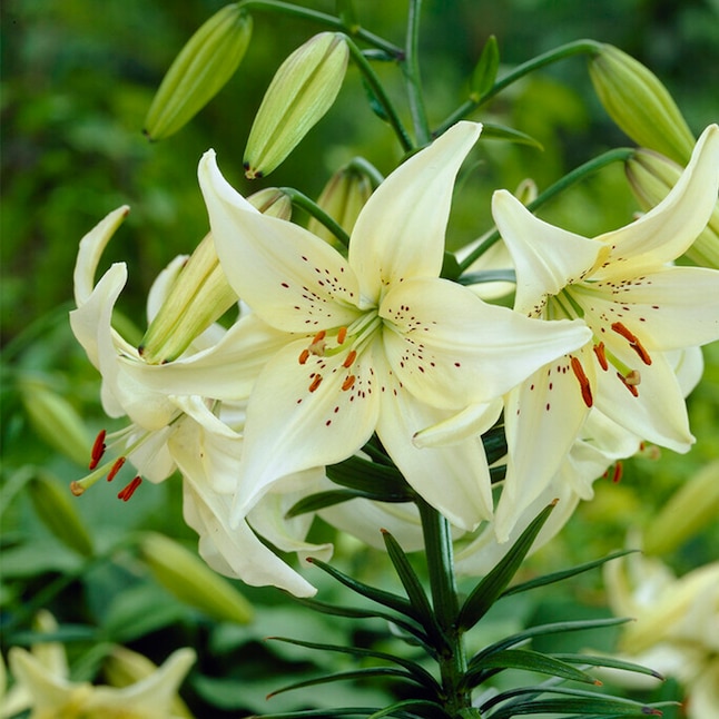 Garden State Bulb White Sweet Surrender Asiatic Lily Bulbs Bagged 20 ...
