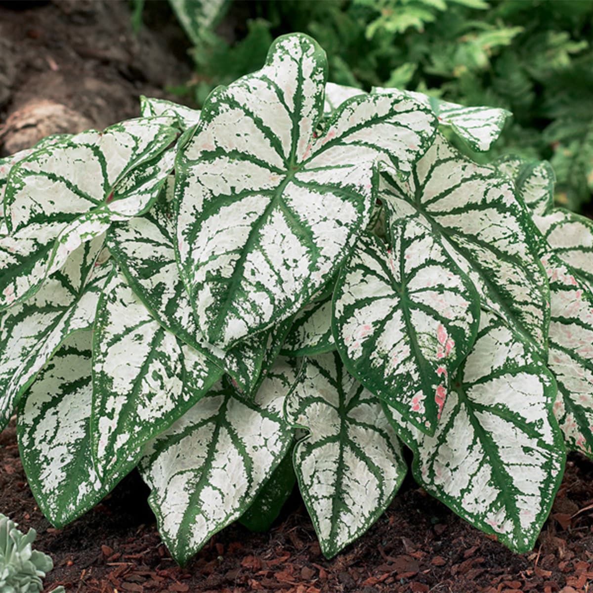 Van Zyverden 84752 White Caladiums Fancy White Christmas Bulbs 3 Count
