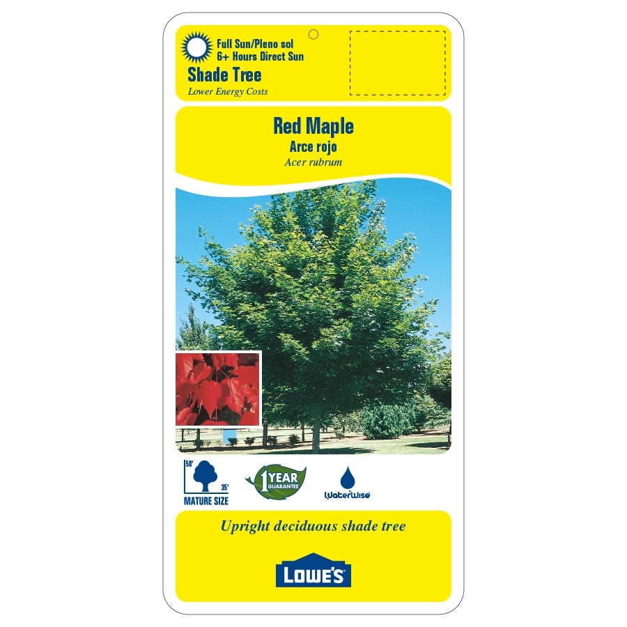 Lowe's 5.5-Gallons Red Shade Red Maple In Pot (With Soil) in the Trees ...