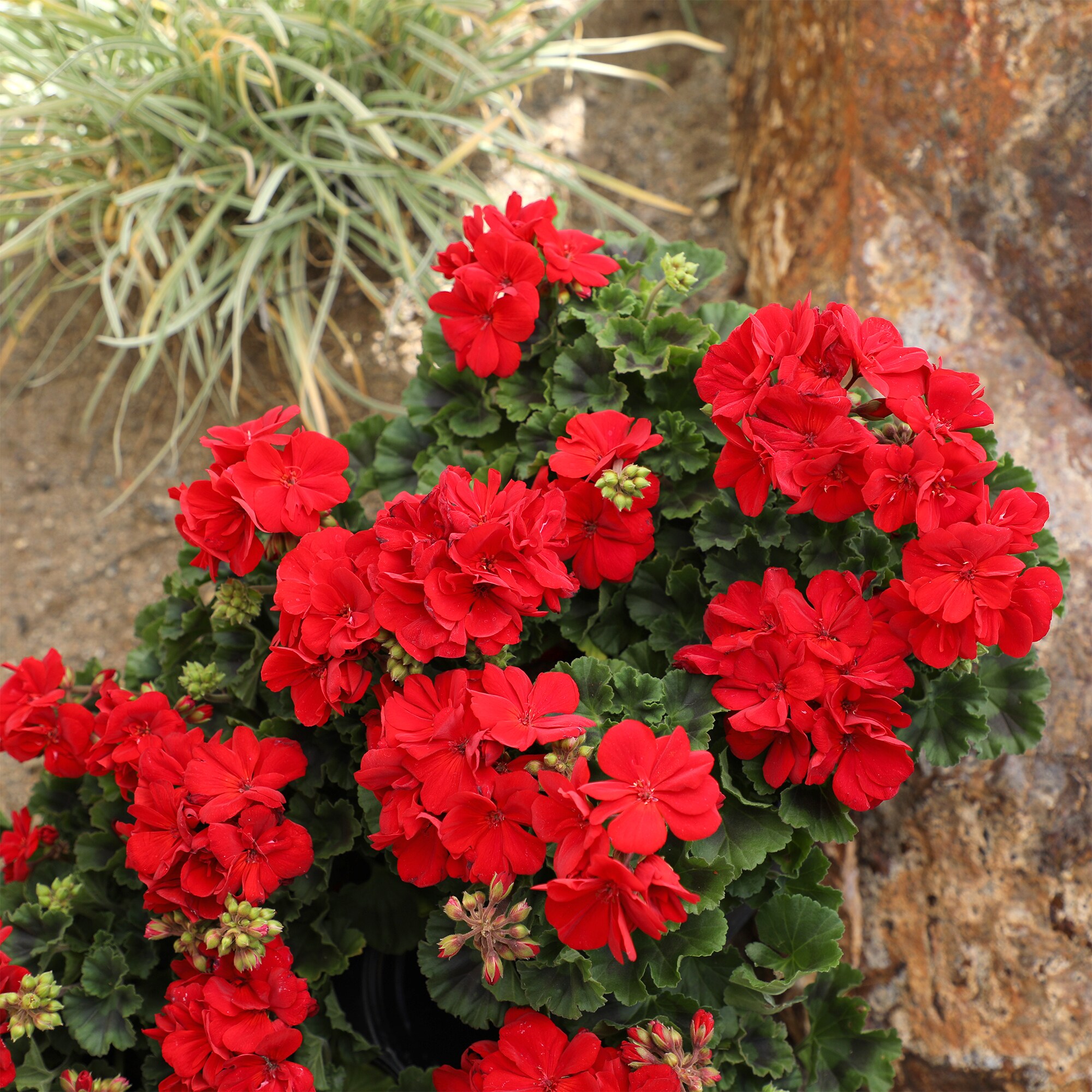 Altman Plants 0872840 perennials - View #4