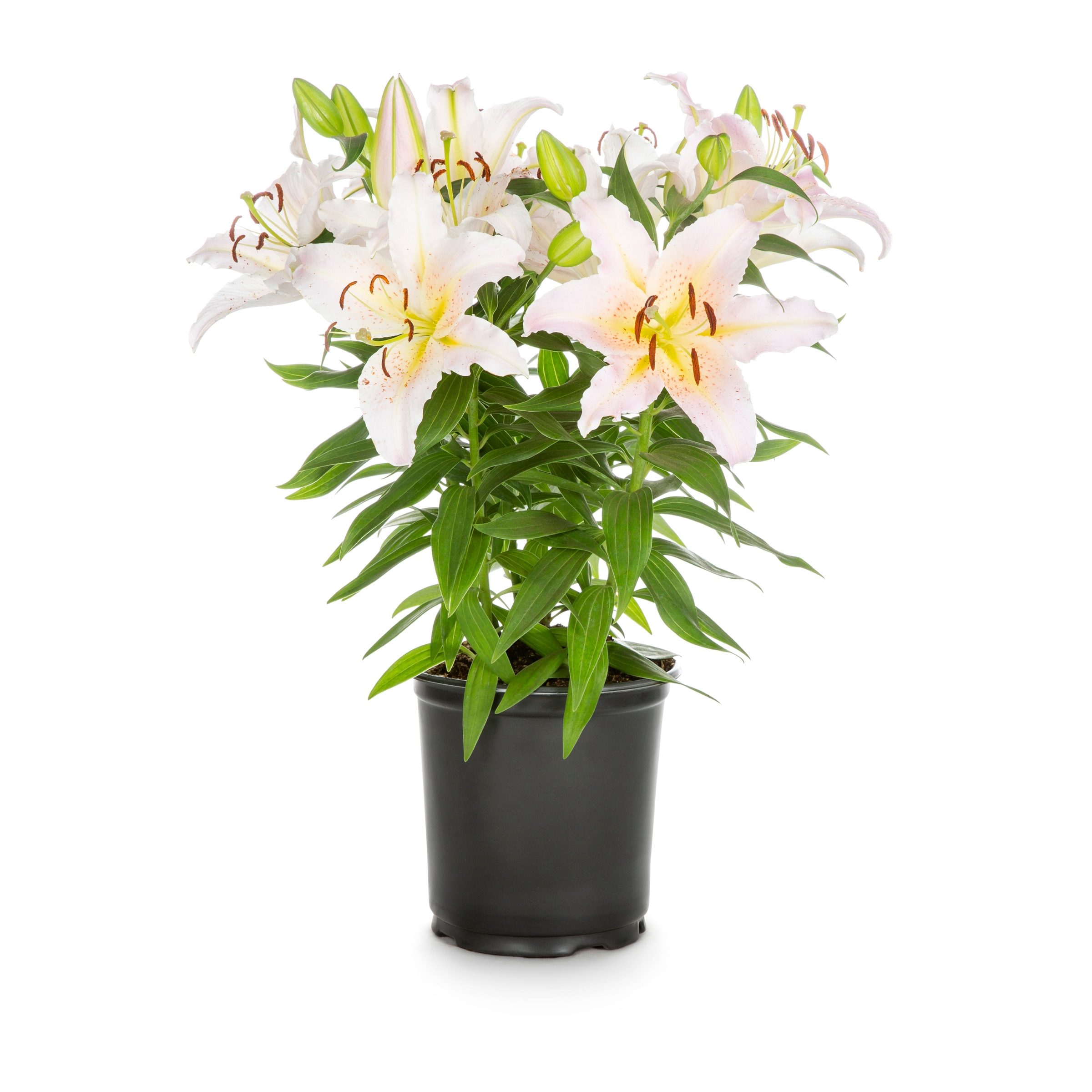 Proven Winners NURSERY Multicolor Daylily Plant in 2 -Quart Pot
