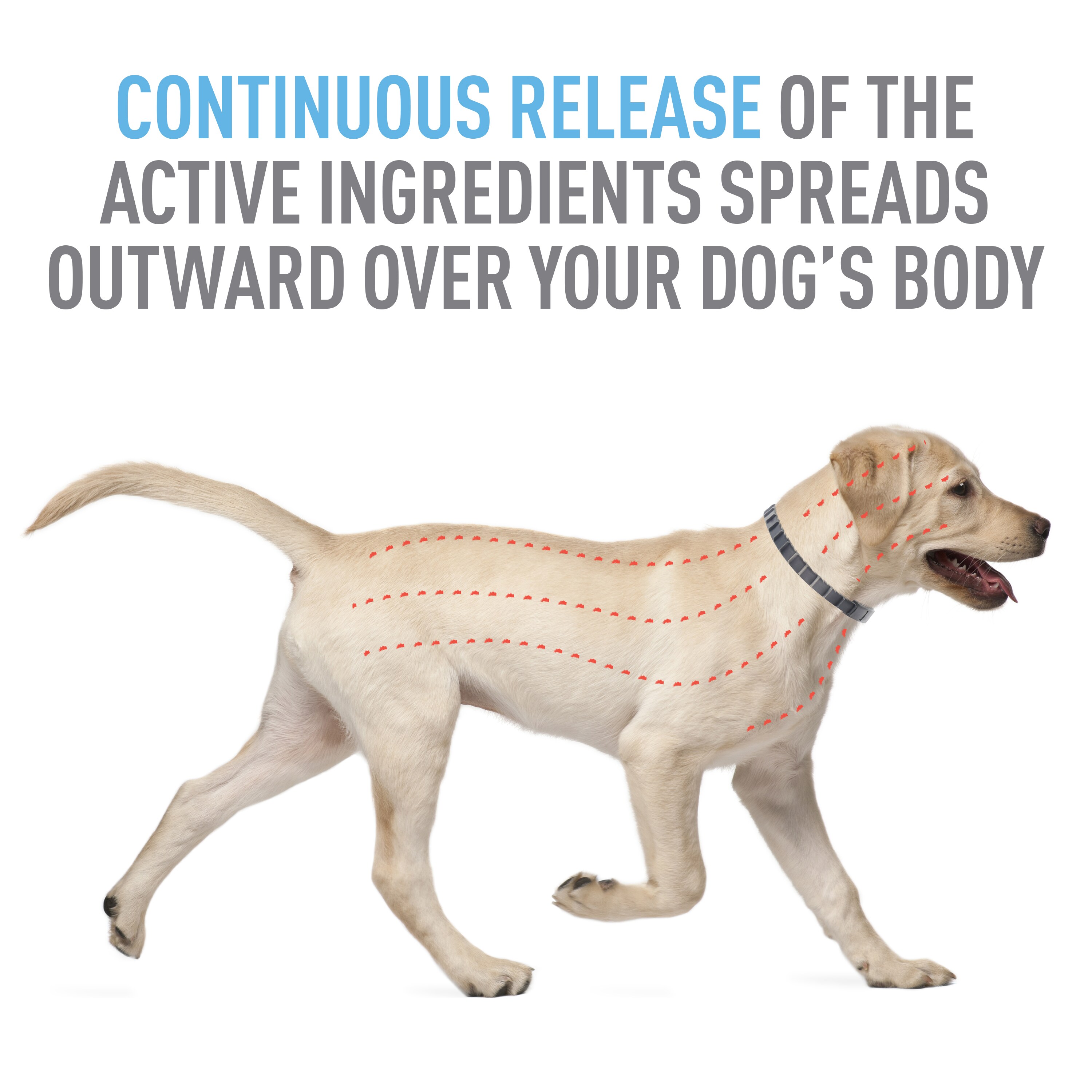 Adams 3907900180 Topical-Treatments-Sham-Dogs - View #6