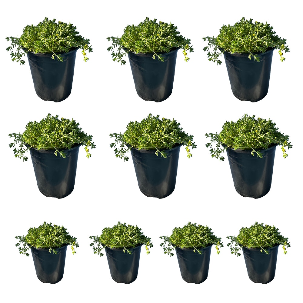 Runesay Green Moss Sedum Plants, Bulbs & Seeds At Lowes.com