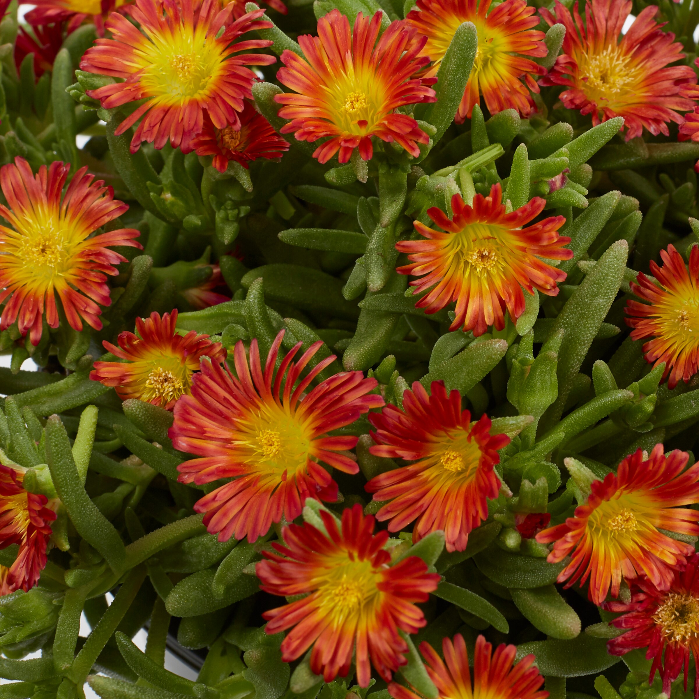 Monrovia 78641 perennials - View #2