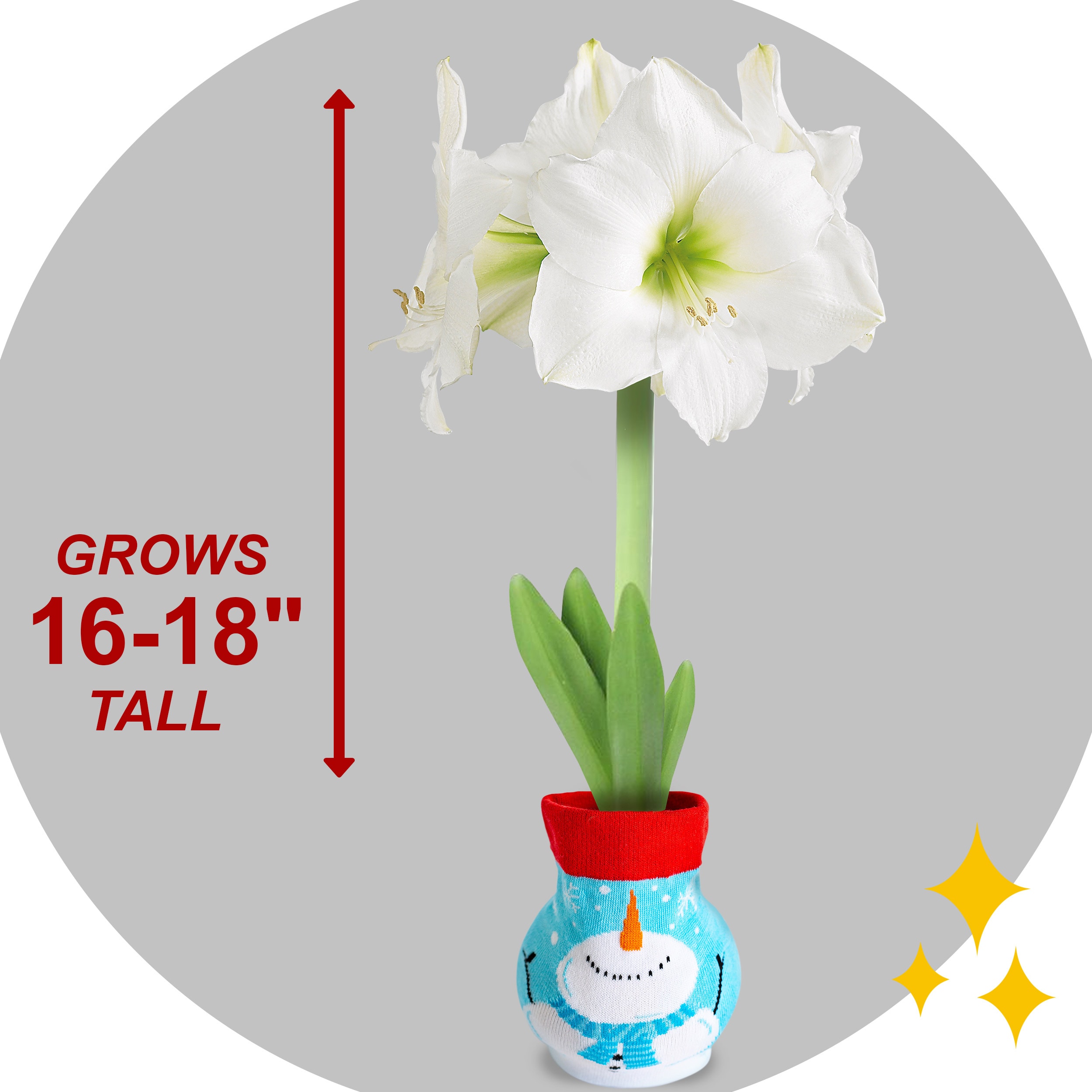 Garden State Bulb ECH-17-01-01 Plant-Bulbs - View #4