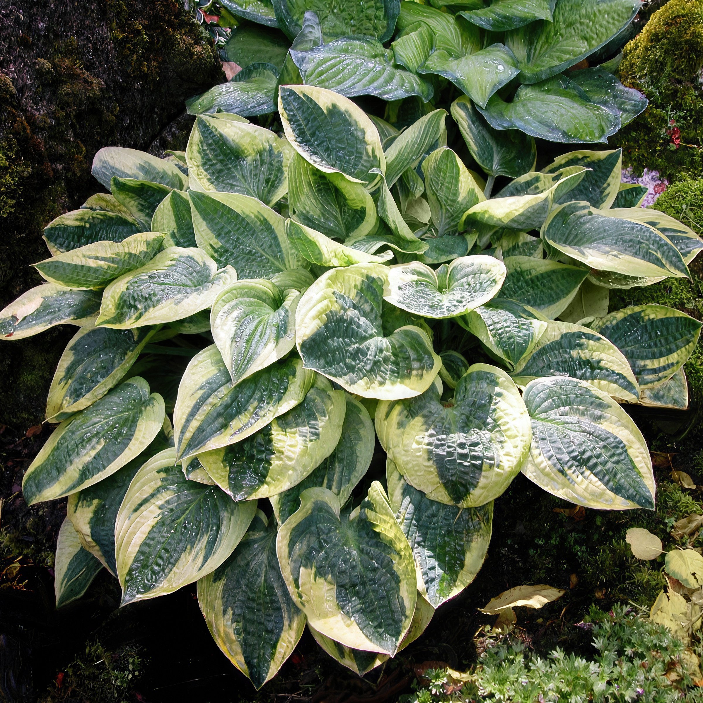 National Plant Network LW2617 perennials - View #3