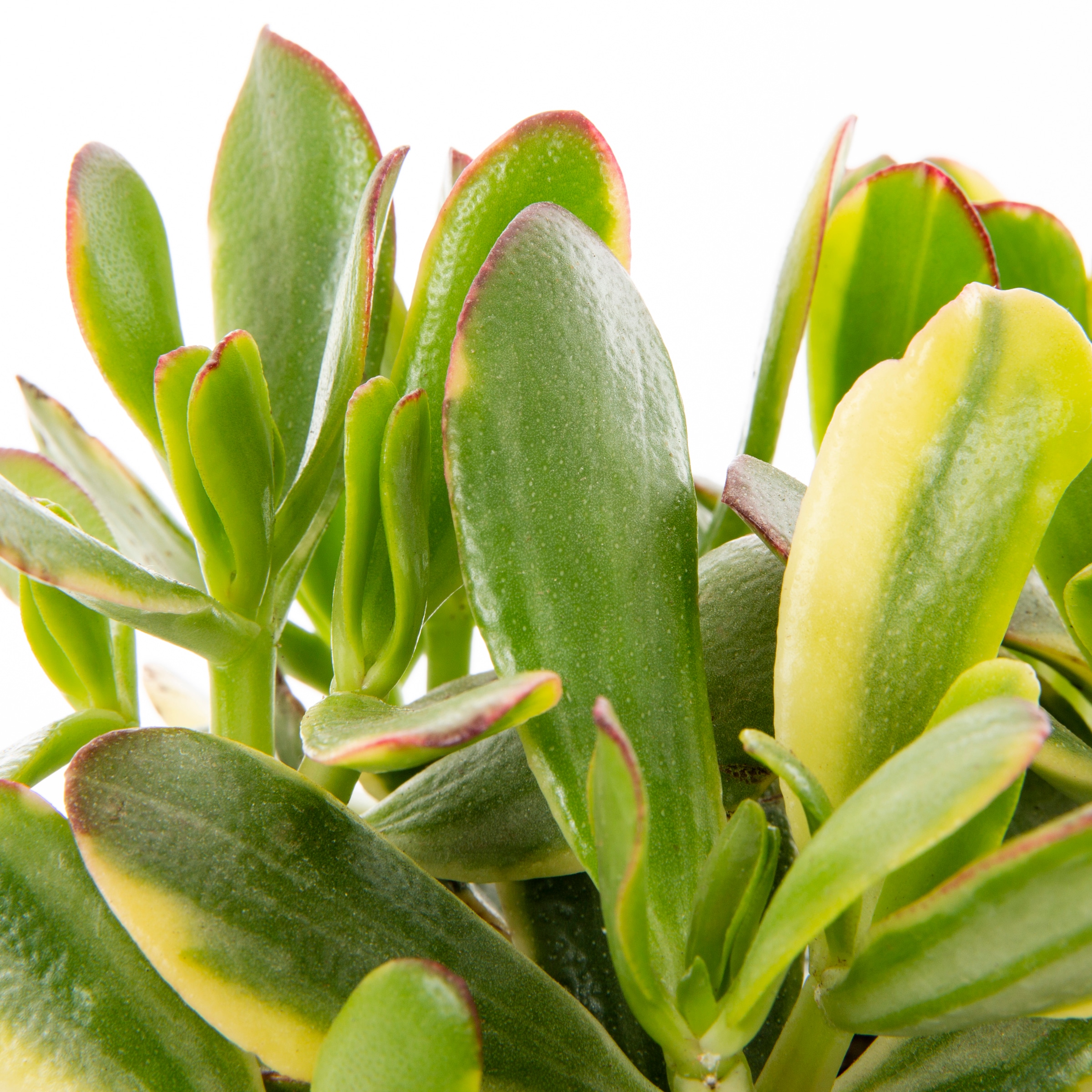 Lowe's 937396 Cacti-Succulents - View #12