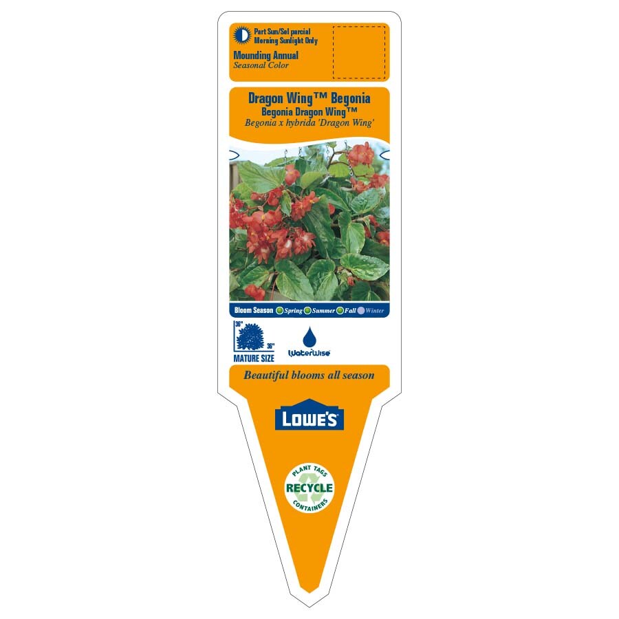 Lowe's NURSERY annuals - View #2
