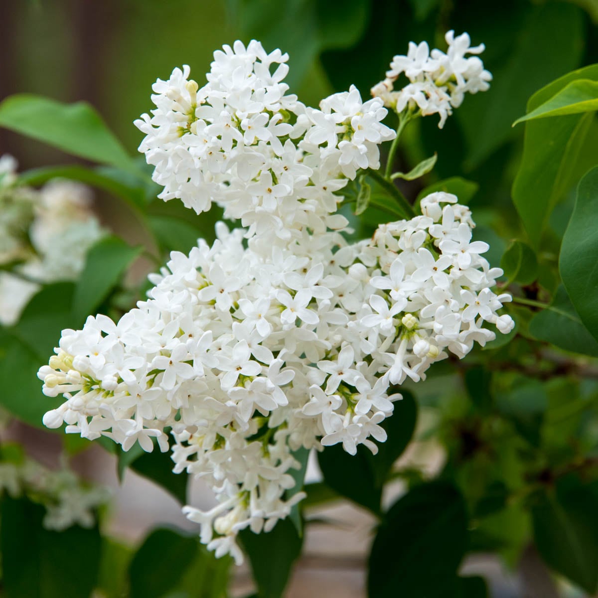 Flowering Bare root Shrubs at Lowes.com