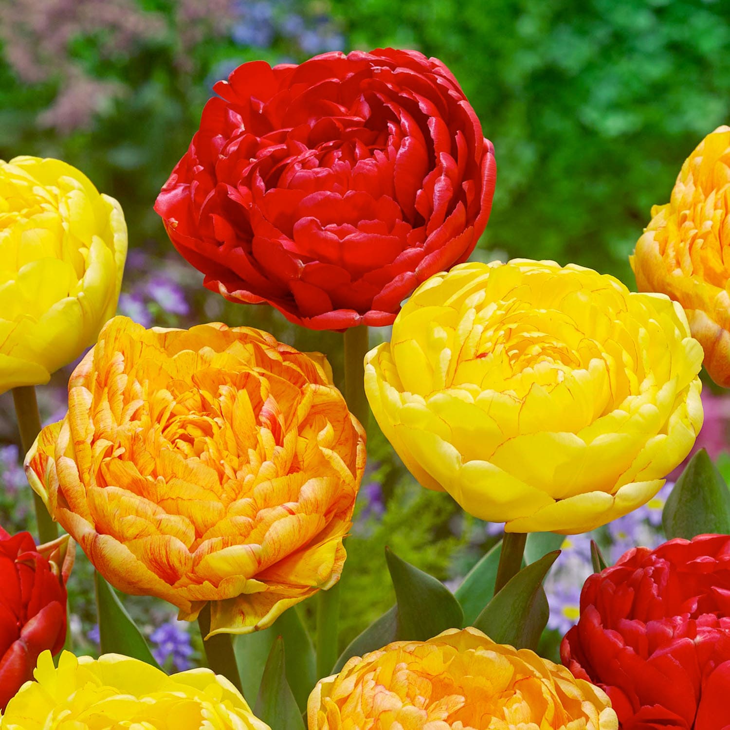 Garden State Bulb ECF-80-250-10 Multicolor Caribbean Mix Double Late Tulip Bulbs 250 Count