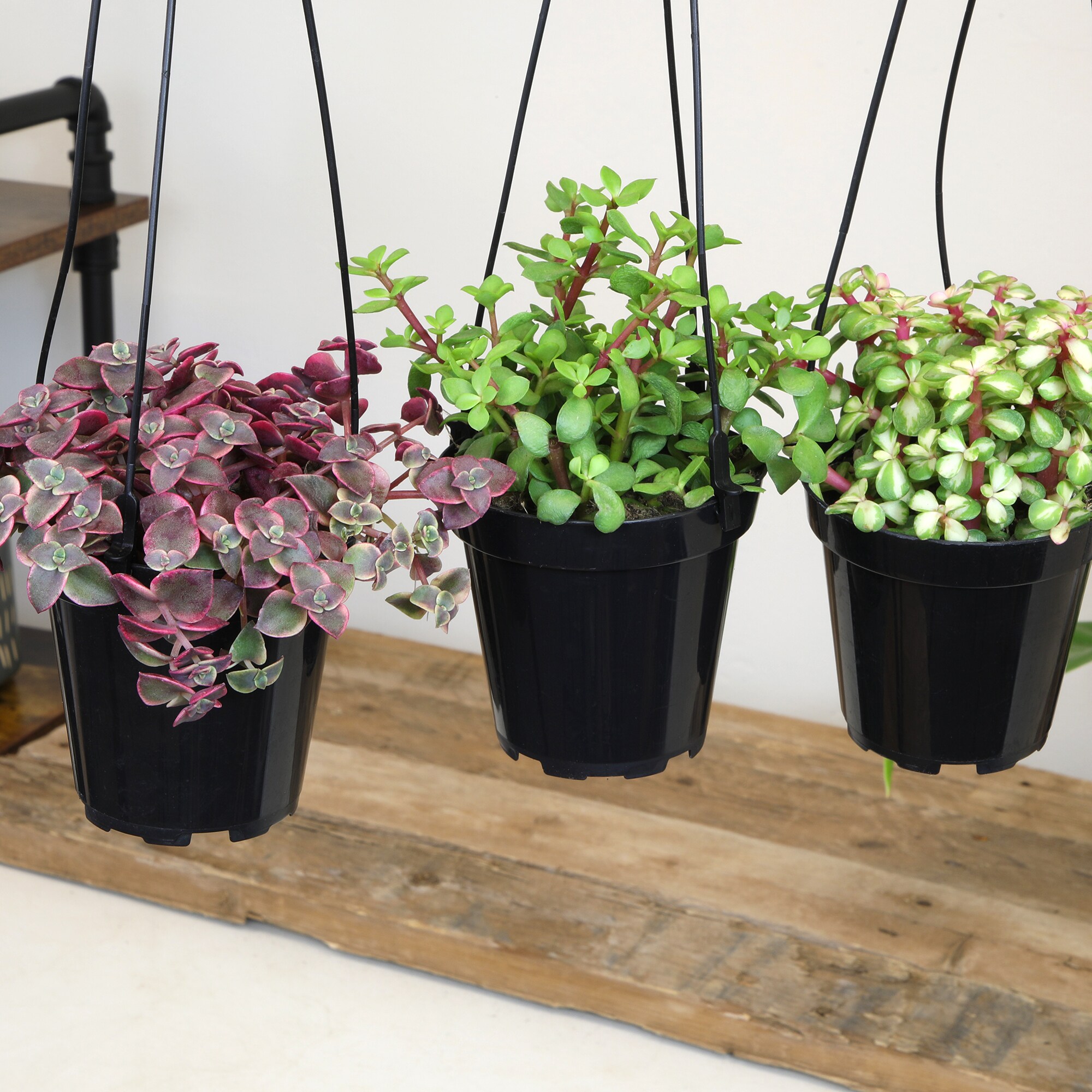 Assorted Hanging Succulent Plants in Black 3.5 Inch Pots