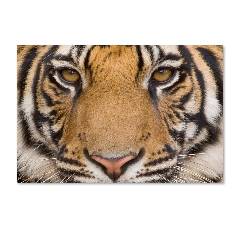 Trademark Fine Art ALI18923-C2232GG Framed 22-in H x 32-in W Animals Print on Canvas