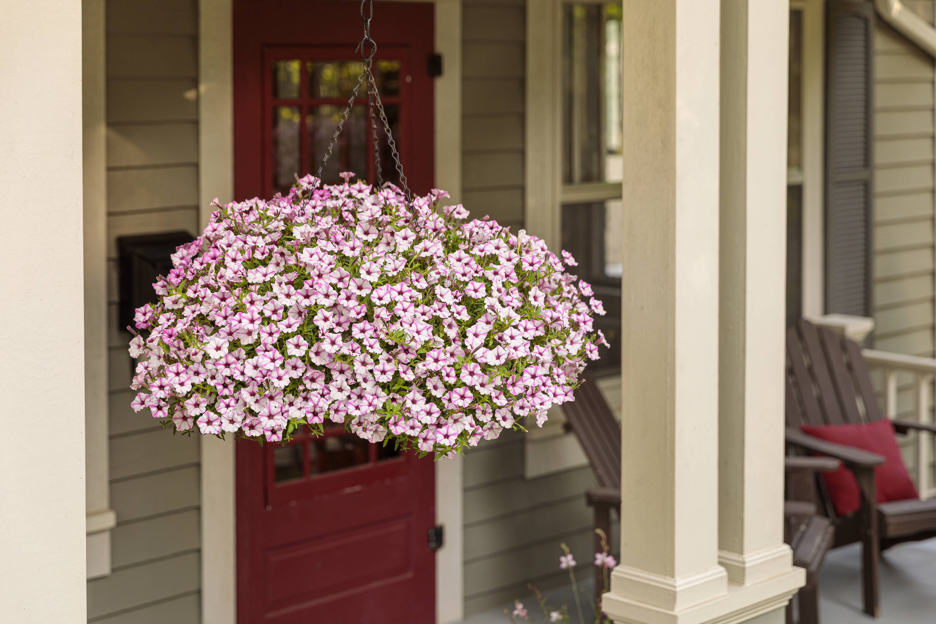 Proven Winners 4903 annuals - View #3