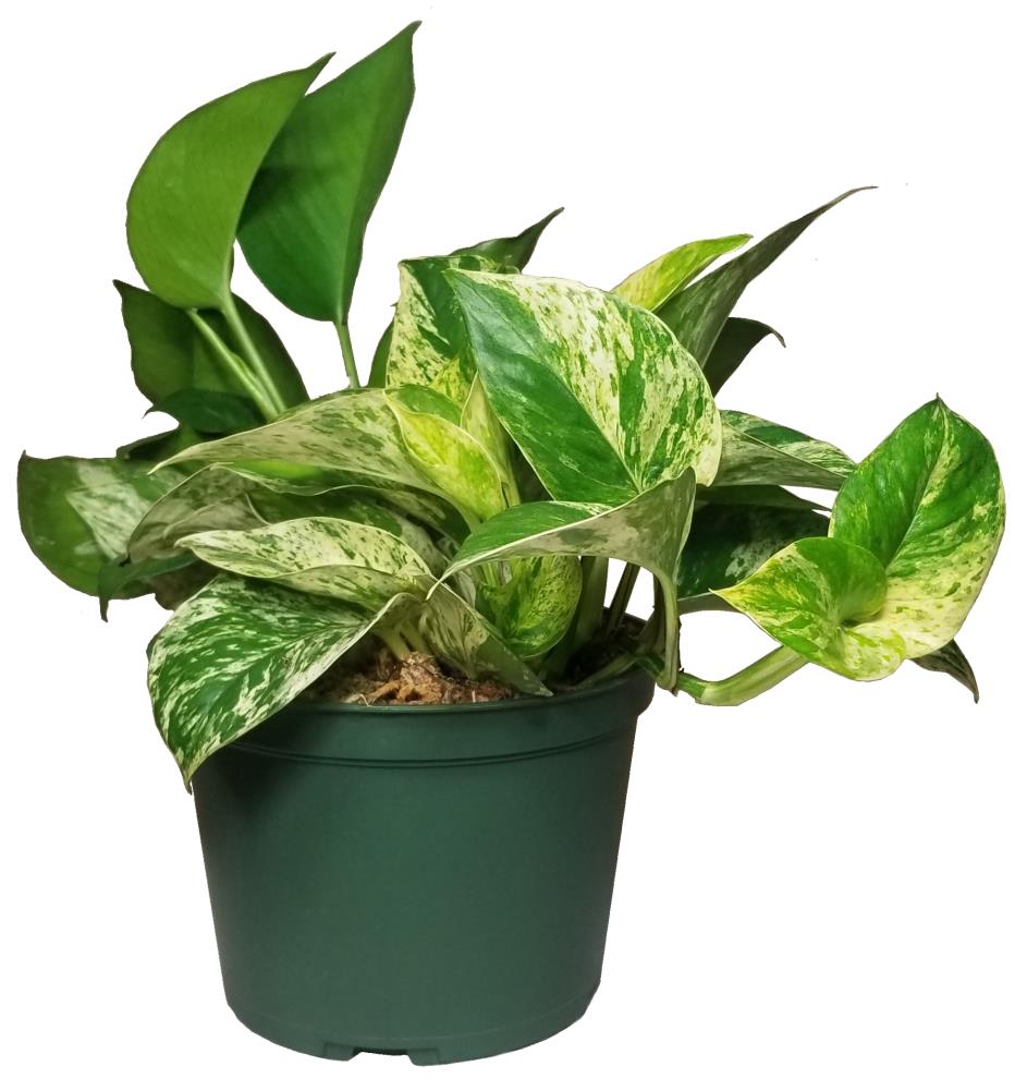 6-in Pothos in Plastic (Potmar006) in the House Plants department at Lowes.com