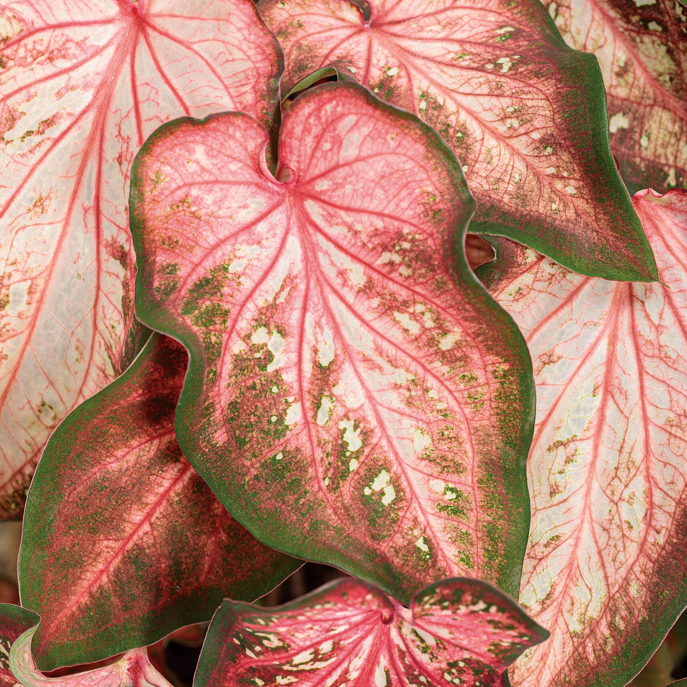 Lowe's NURSERY annuals - View #3