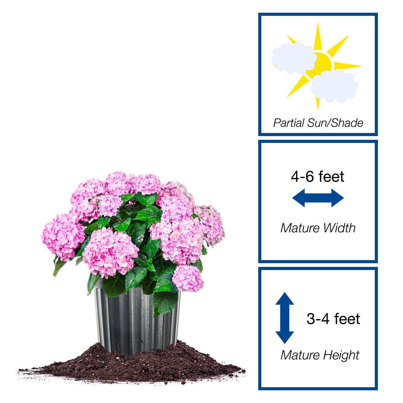Perfect Plants LOENDLESSSUMMER3G shrubs - View #2