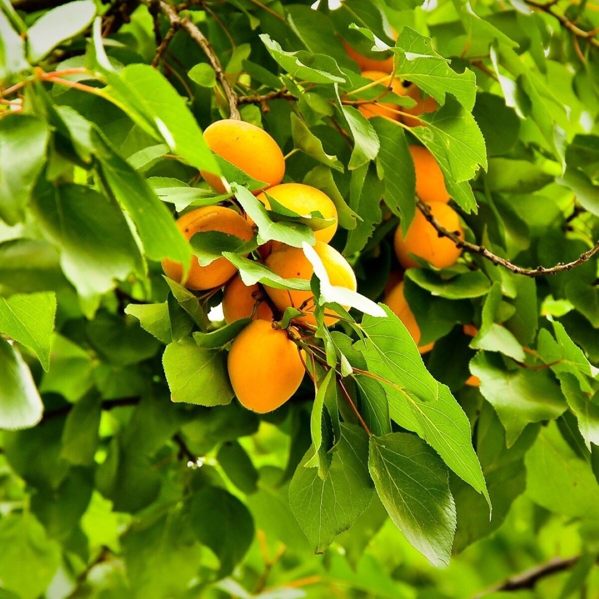 Lowe's NURSERY trees - View #2