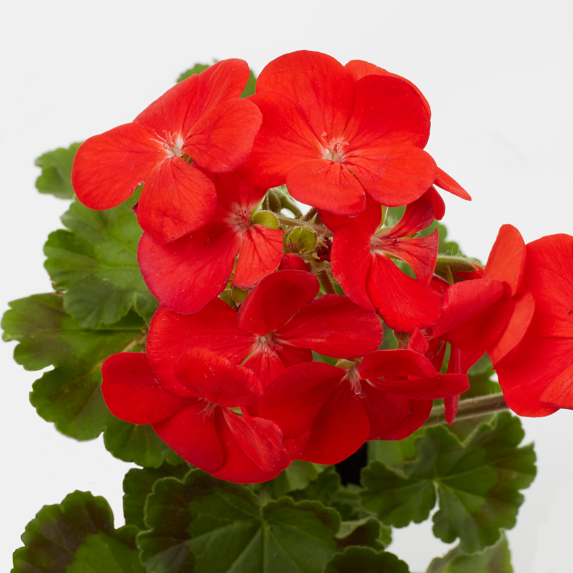 Lowe's NURSERY annuals - View #5