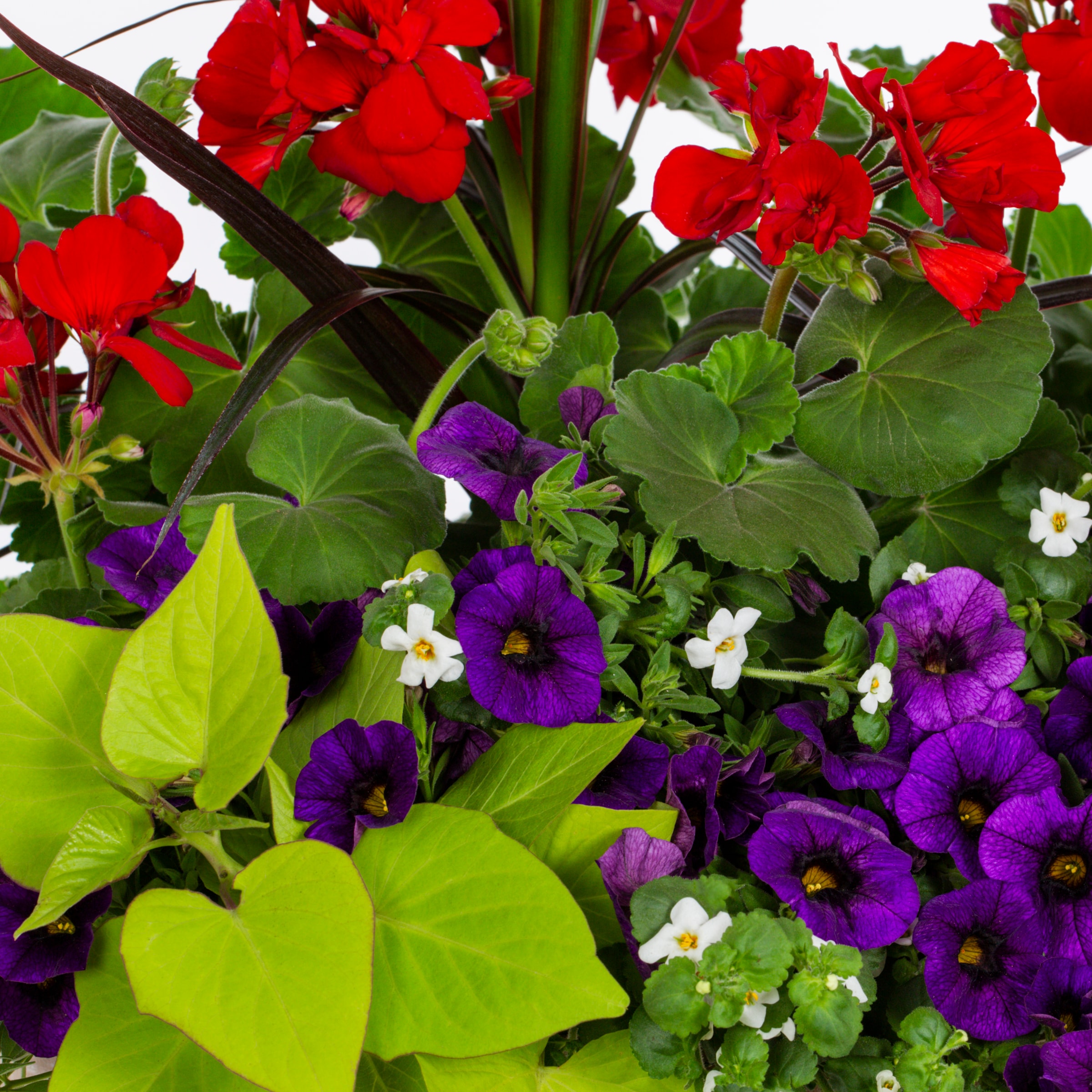 Lowe's 654084 annuals - View #2