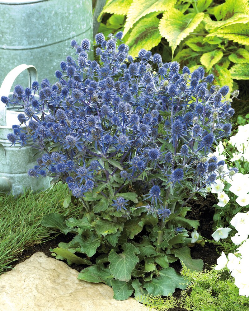 Spring Hill Nurseries 76272 perennials - View #4