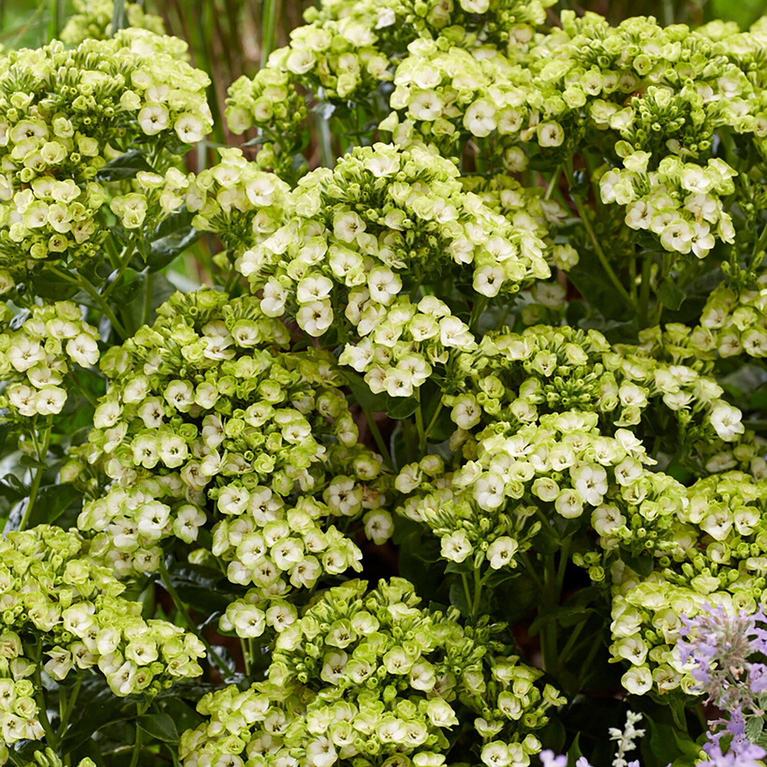 Van Zyverden 84576 Plant-Bulbs - View #2