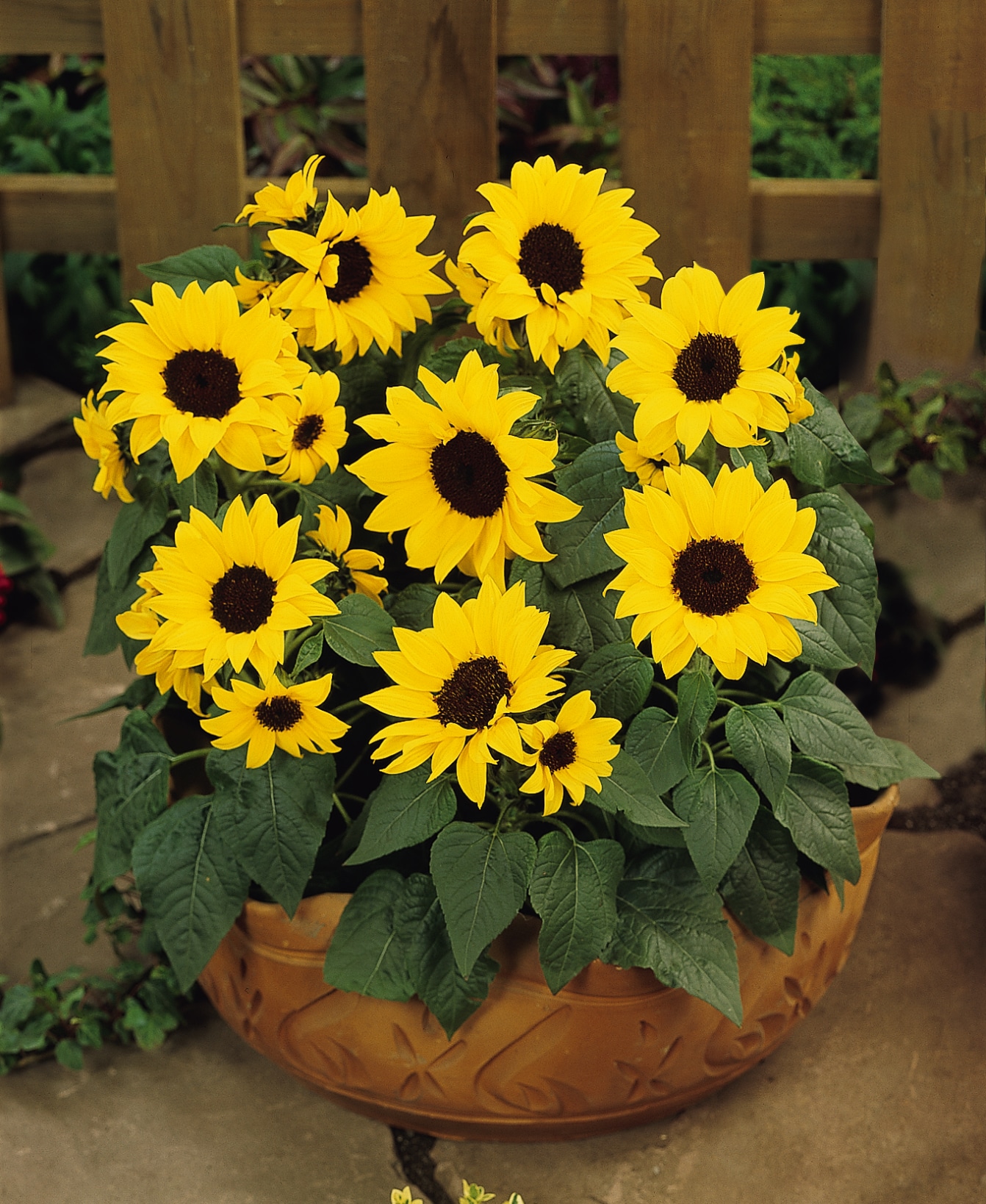  1633 annuals - View #3
