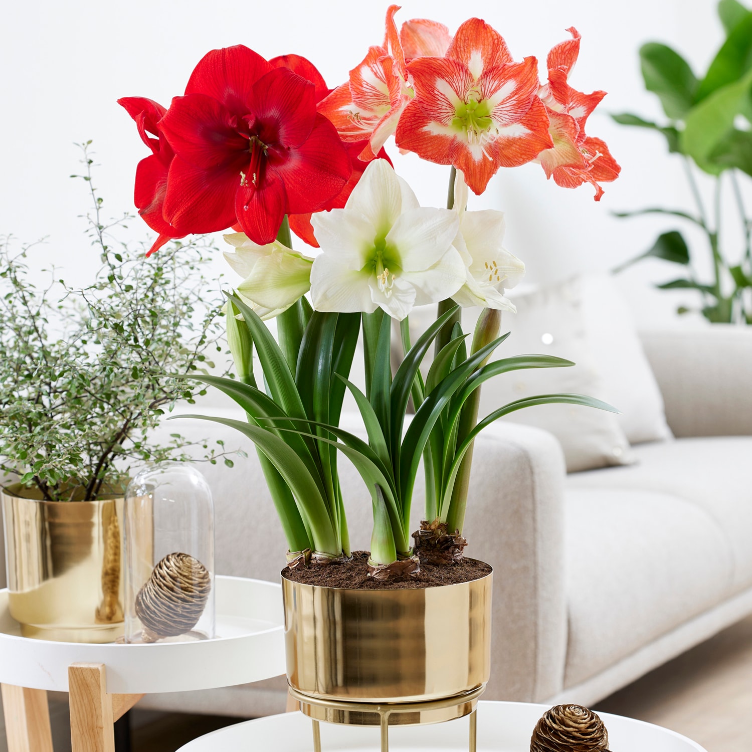 Van Zyverden 88440 Multicolor Pre-planted Amaryllis Trio With Iron Faux Brass Finish Bulb Pan Planter and Stand Bulbs 3 Count