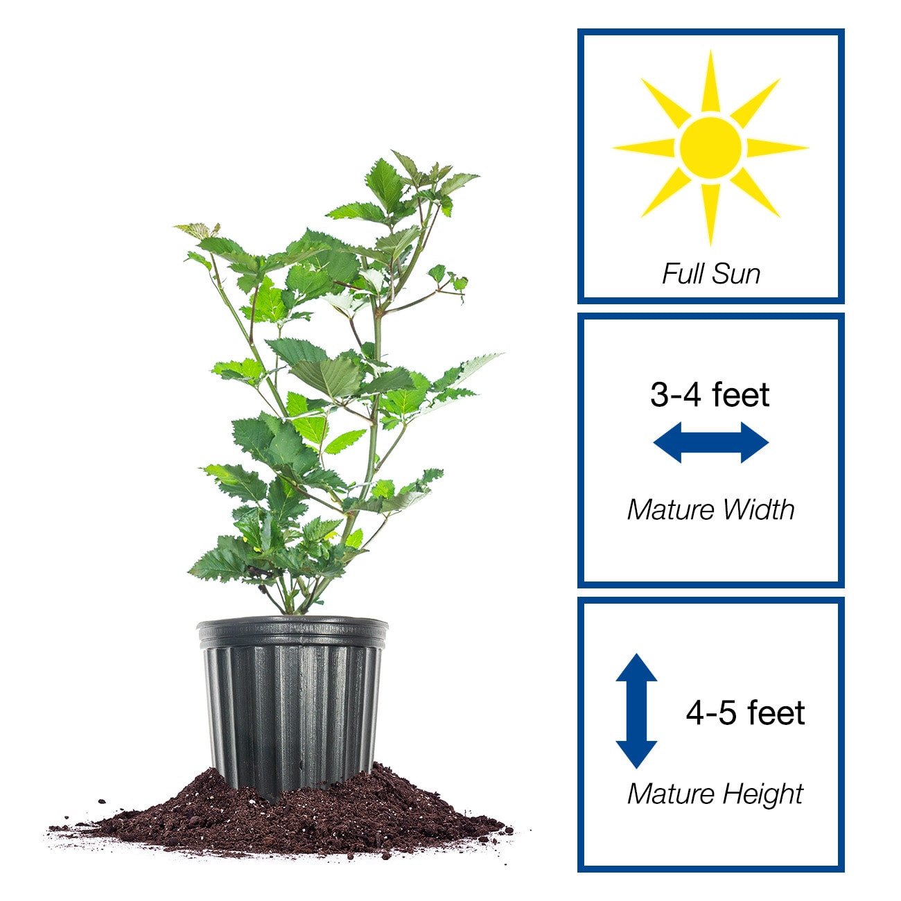 Perfect Plants LOPRIMEARKBLACKBRY1G shrubs - View #2
