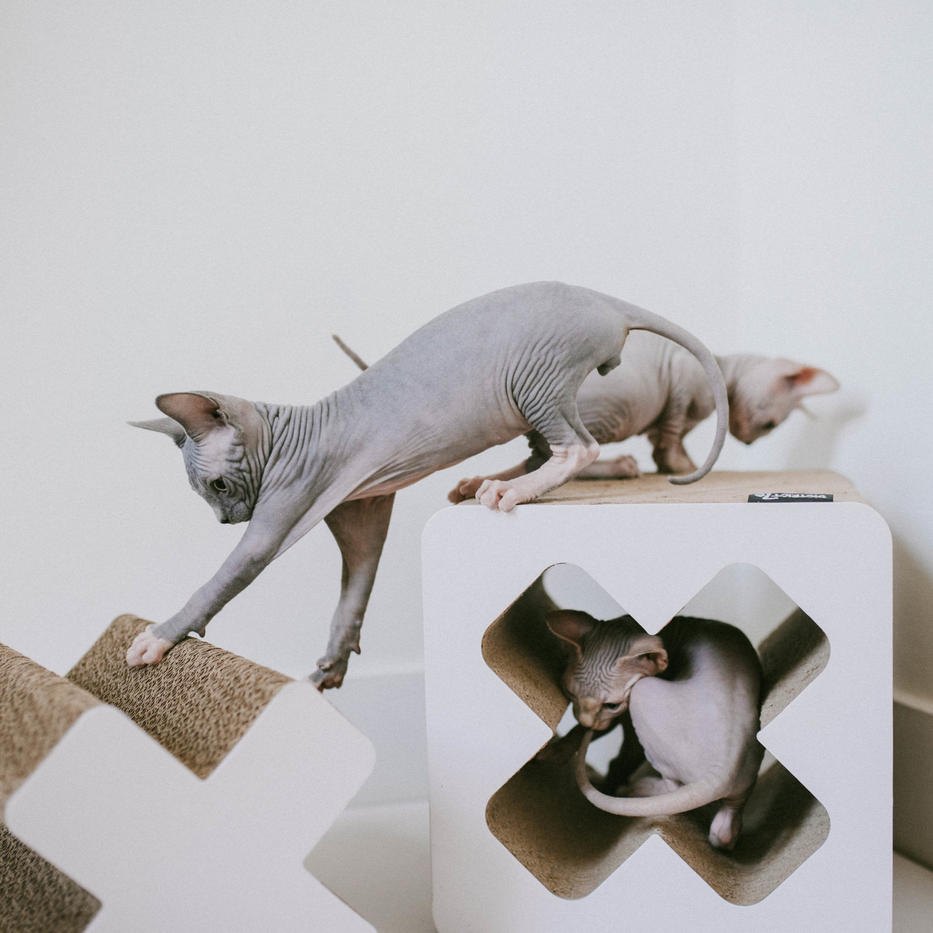 District70 5125 Cat-Trees - View #5