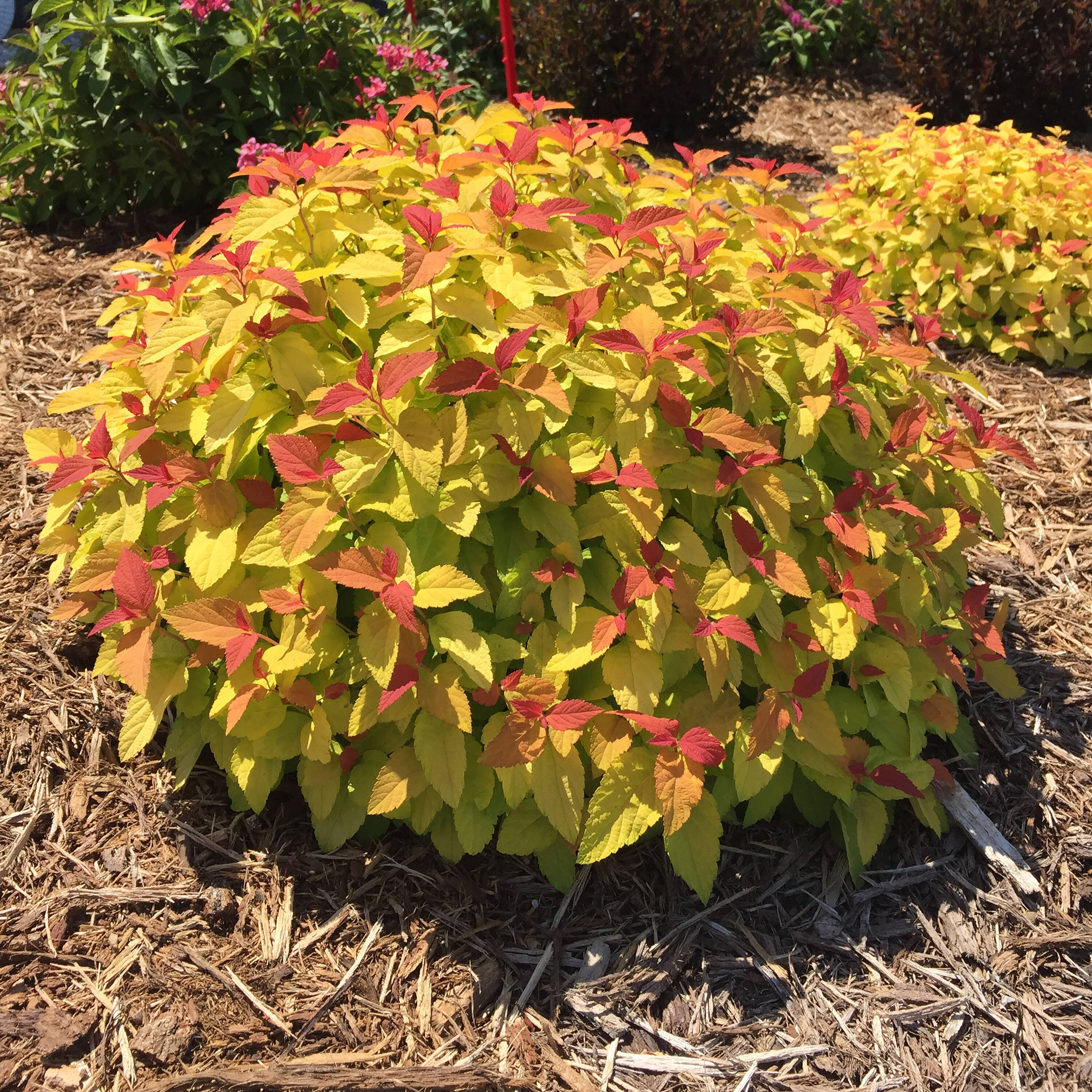 Proven Winners Purple Double Play Candy Corn Spirea (Spiraea) Flowering ...