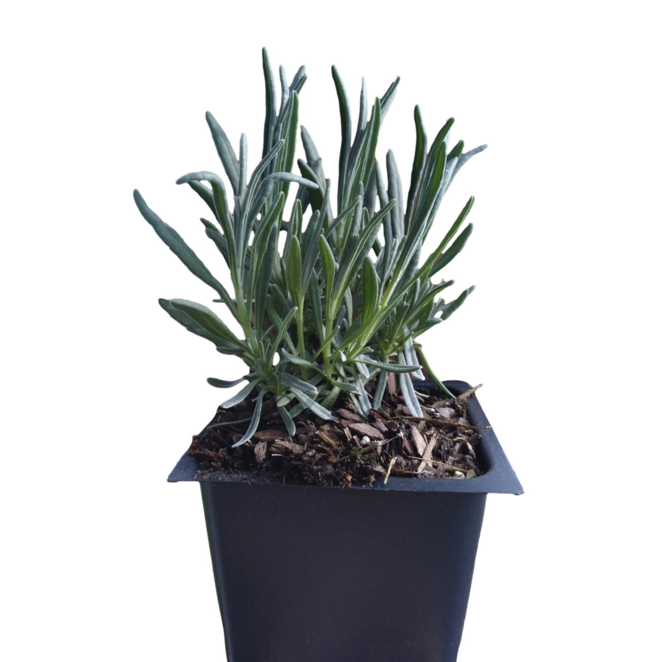 Daylily Nursery 21613 4 -Pack Phenomenal Lavender in 4 -Pack Pot