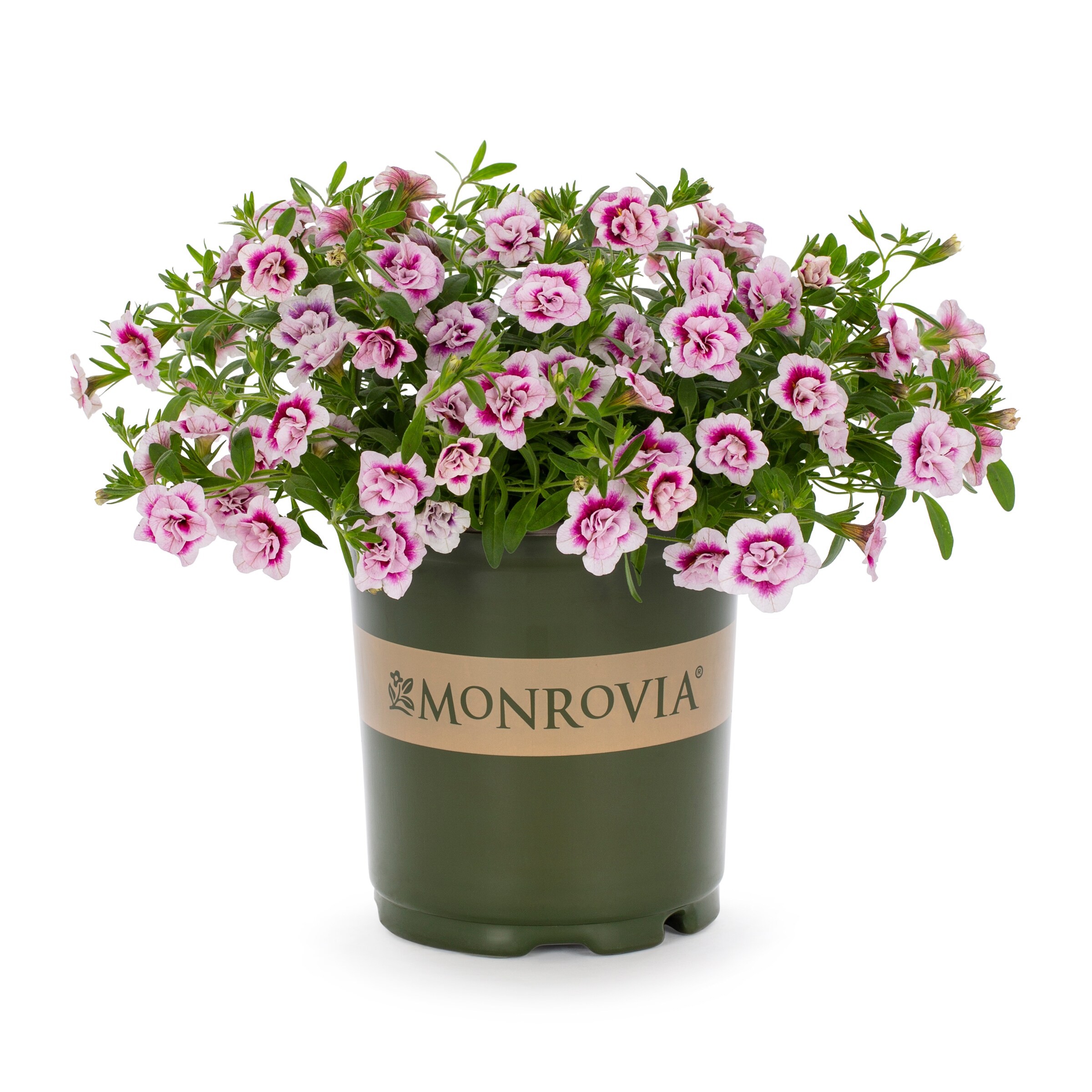 Lowe's Pink Aloha Kona Pink Calibrachoa in 2.5-Quart Pot in the Annuals ...