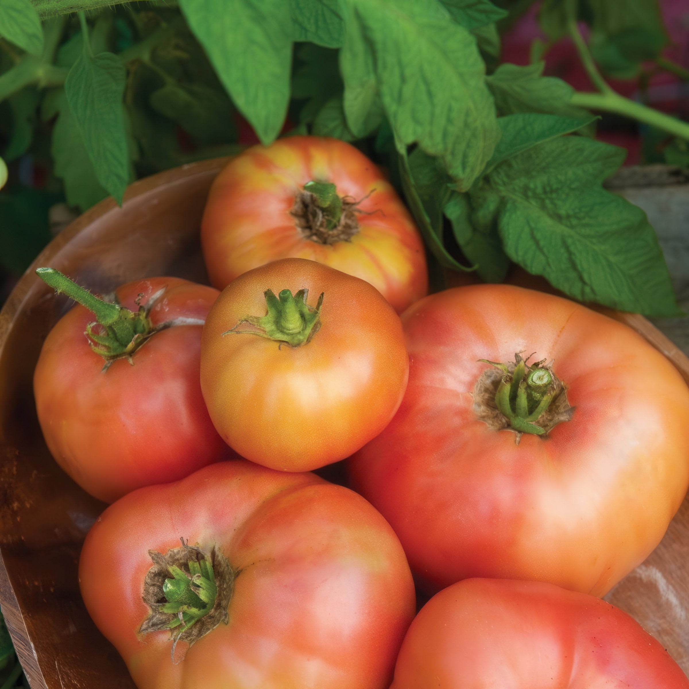 National Plant Network LW2178 Wherokowhai Tomato Plant in Pot