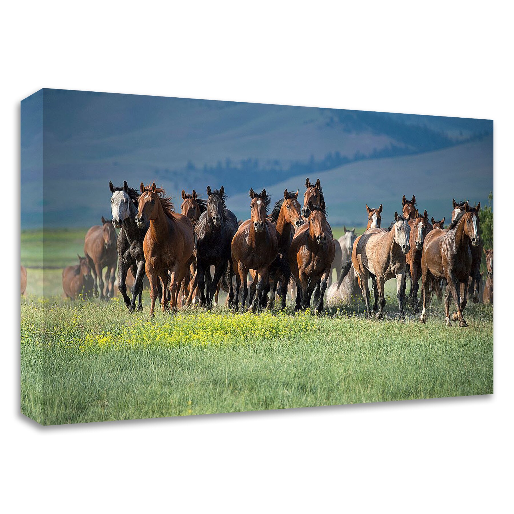 Tangletown Fine Art 8D1023DC-2718 Montana Thunder Lisa Dearing 18-in H x 27-in W Animals Print on Canvas