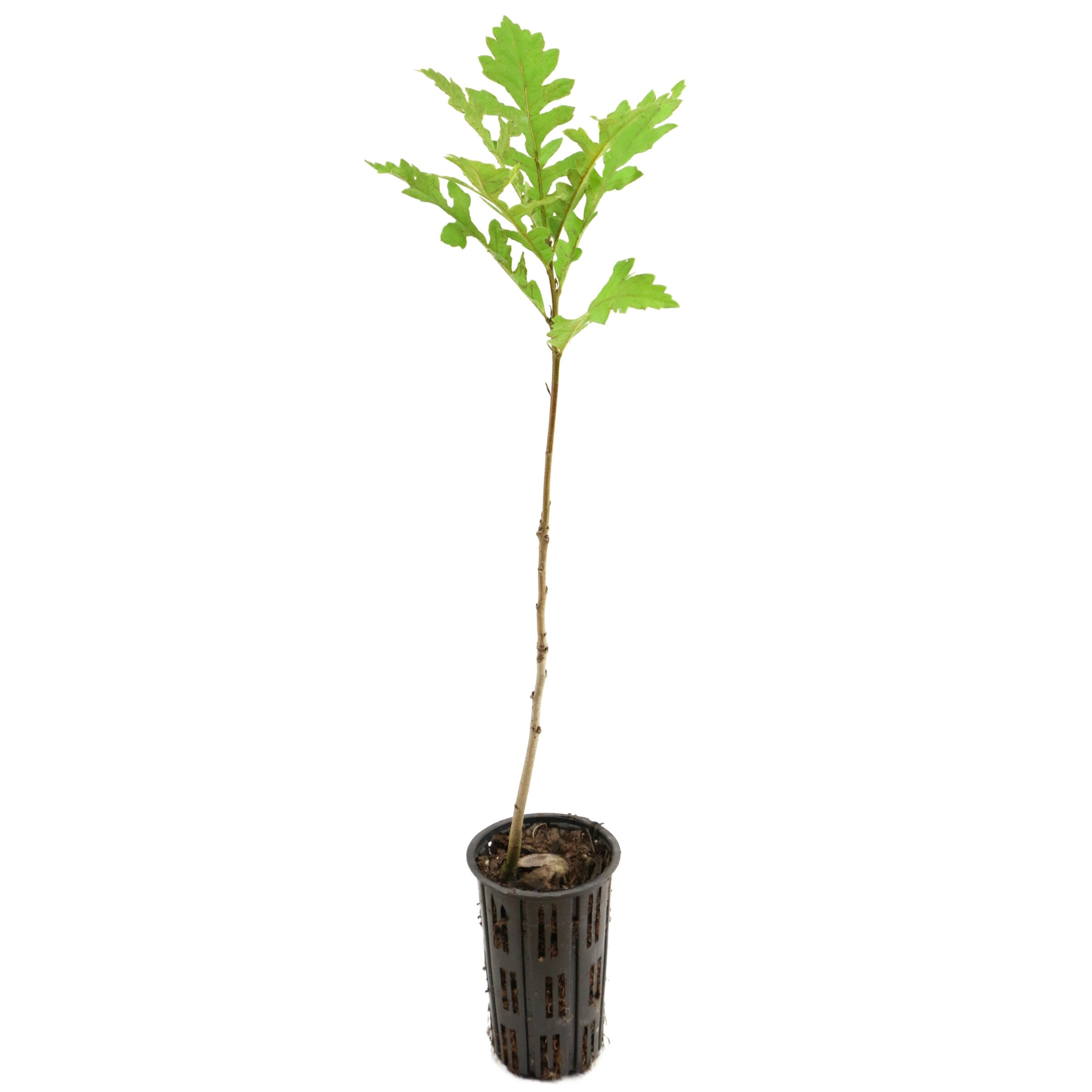 National Plant Network LW3025 7-Pack Shade Deciduous Bur Oak Tree In Pot (With Soil)