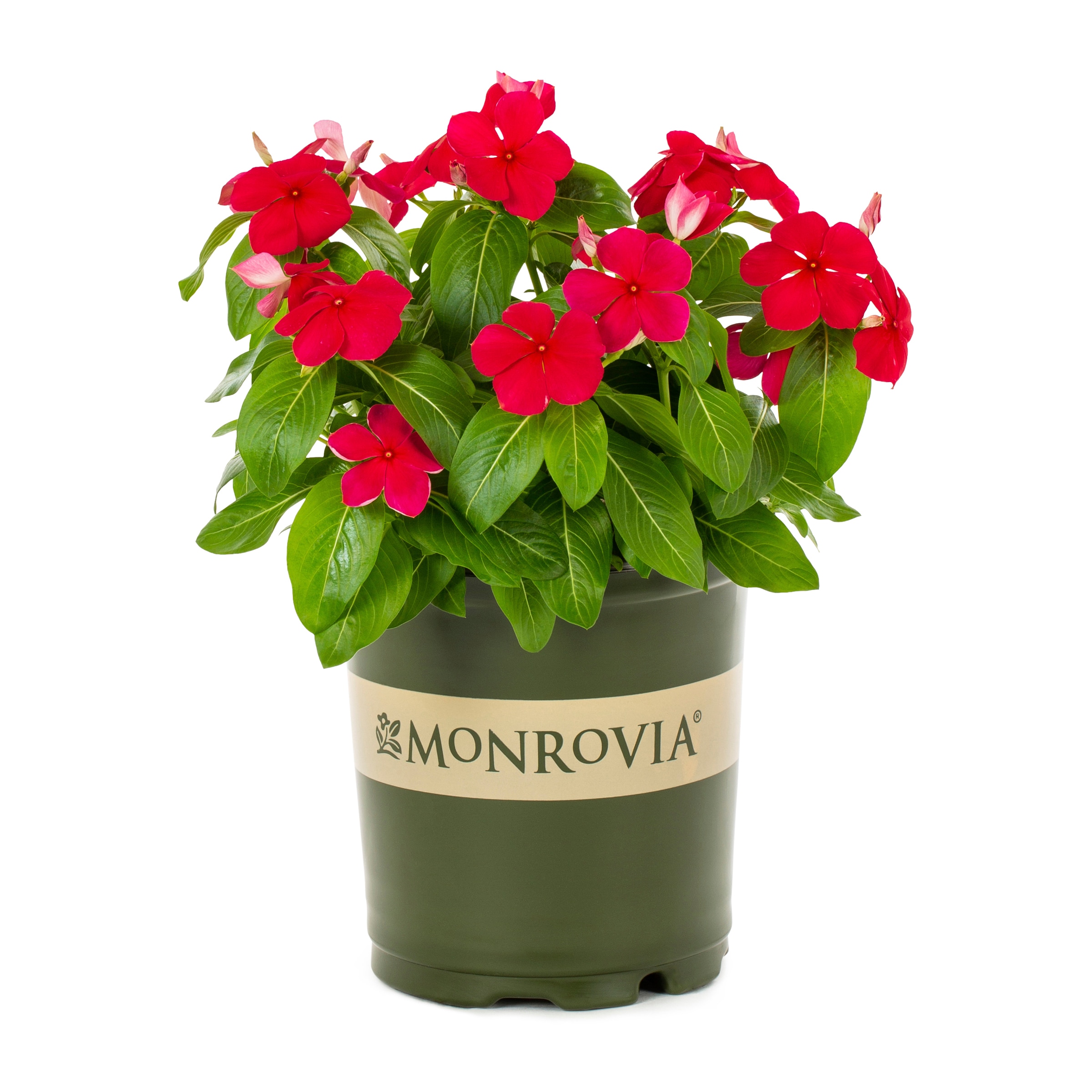 Lowe's Multicolor Vinca in 2.5-Quart Pot in the Annuals department at ...