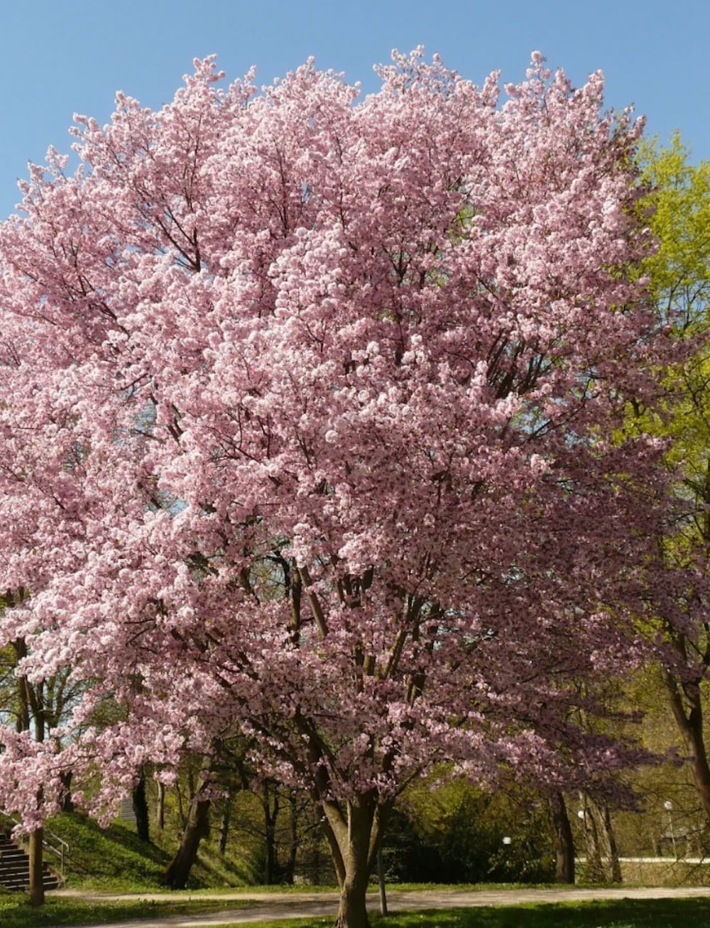  NURSERY 1.0 -Pack Cherry Plant in Pot Spring