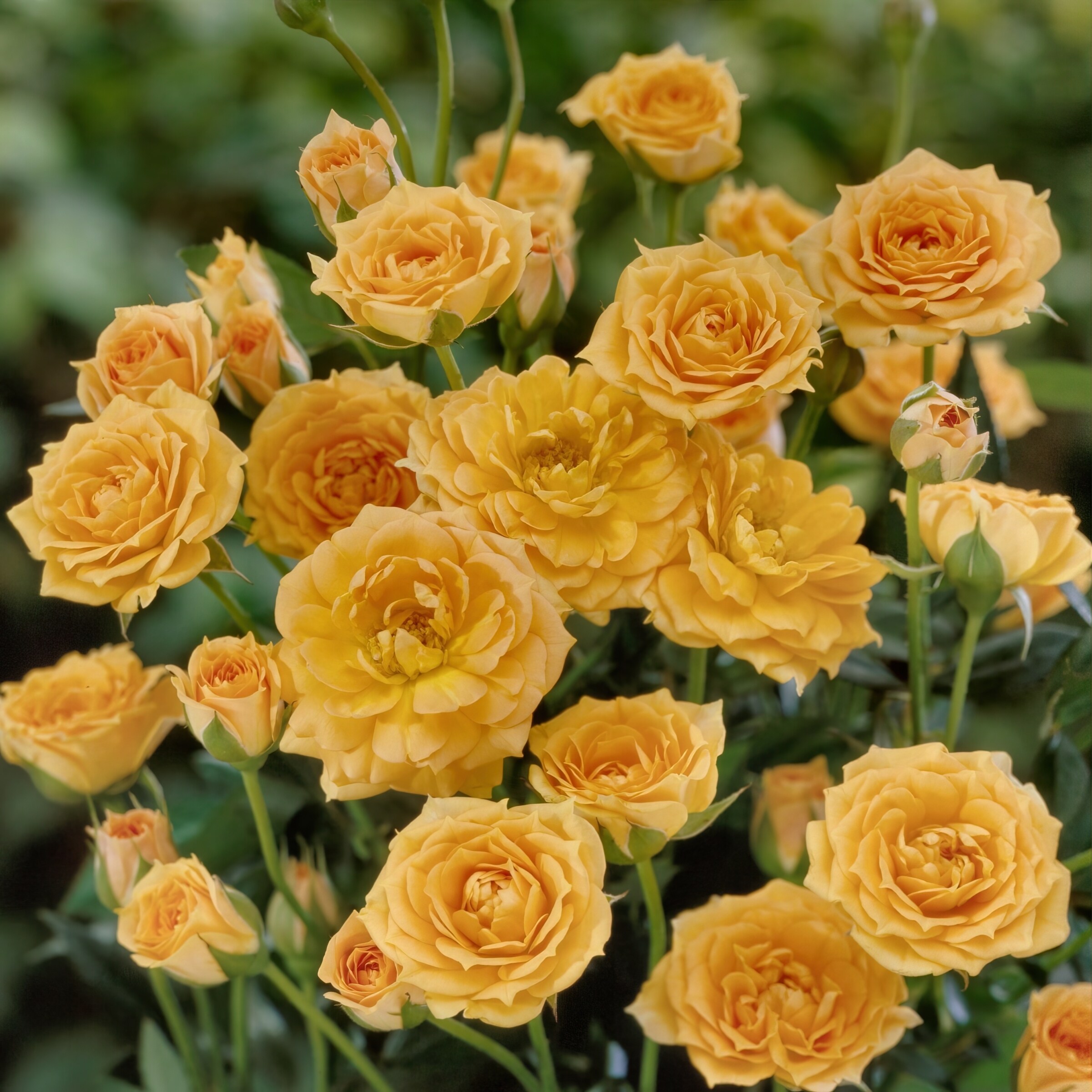 National Plant Network LW1791 roses - View #4