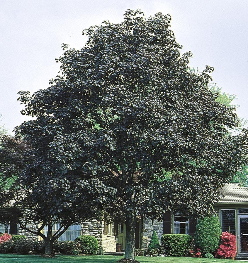 Lowe's NURSERY 6.08-Gallons Yellow Shade Crimson King Norway Maple In Pot (With Soil)