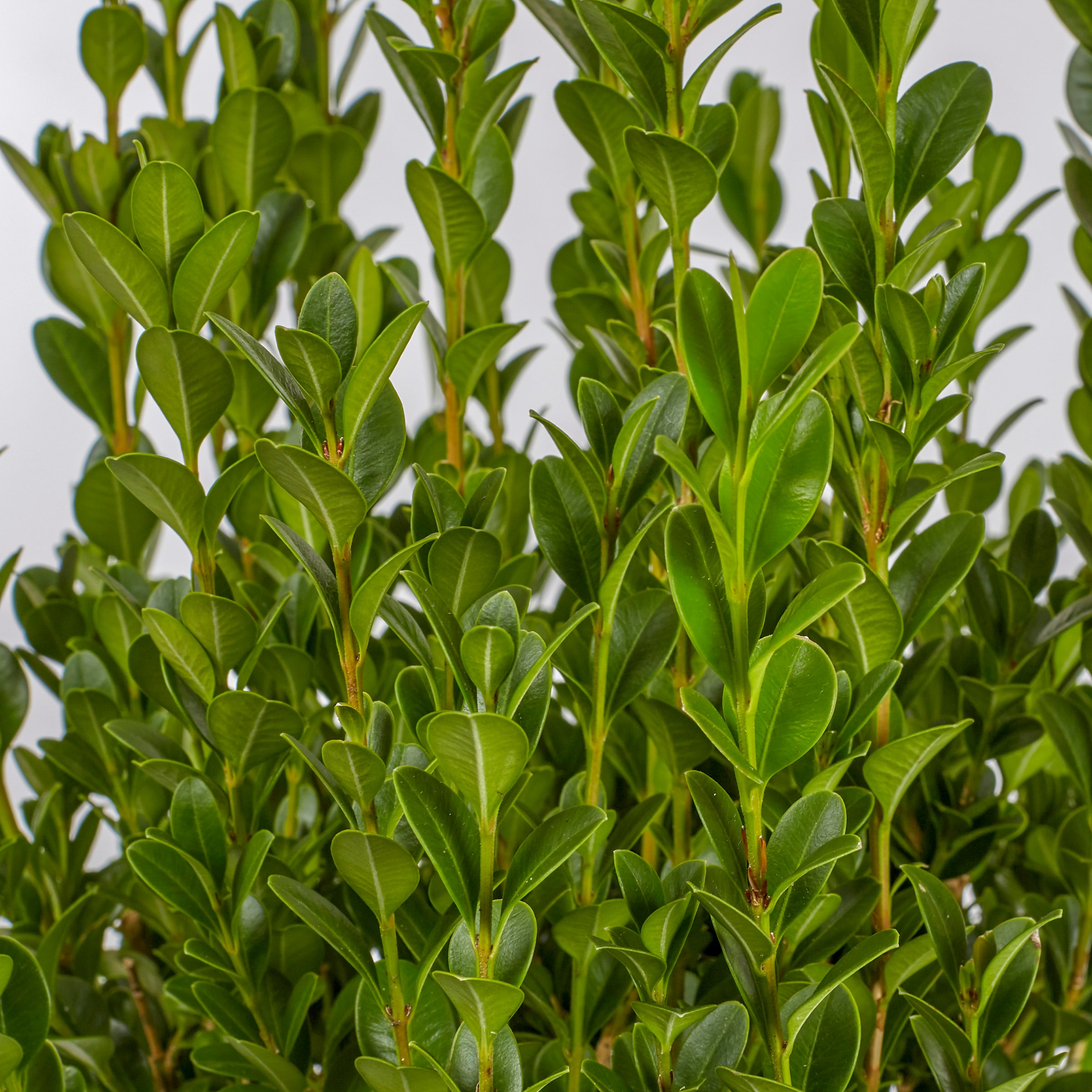 Lowe's 306948 shrubs - View #2