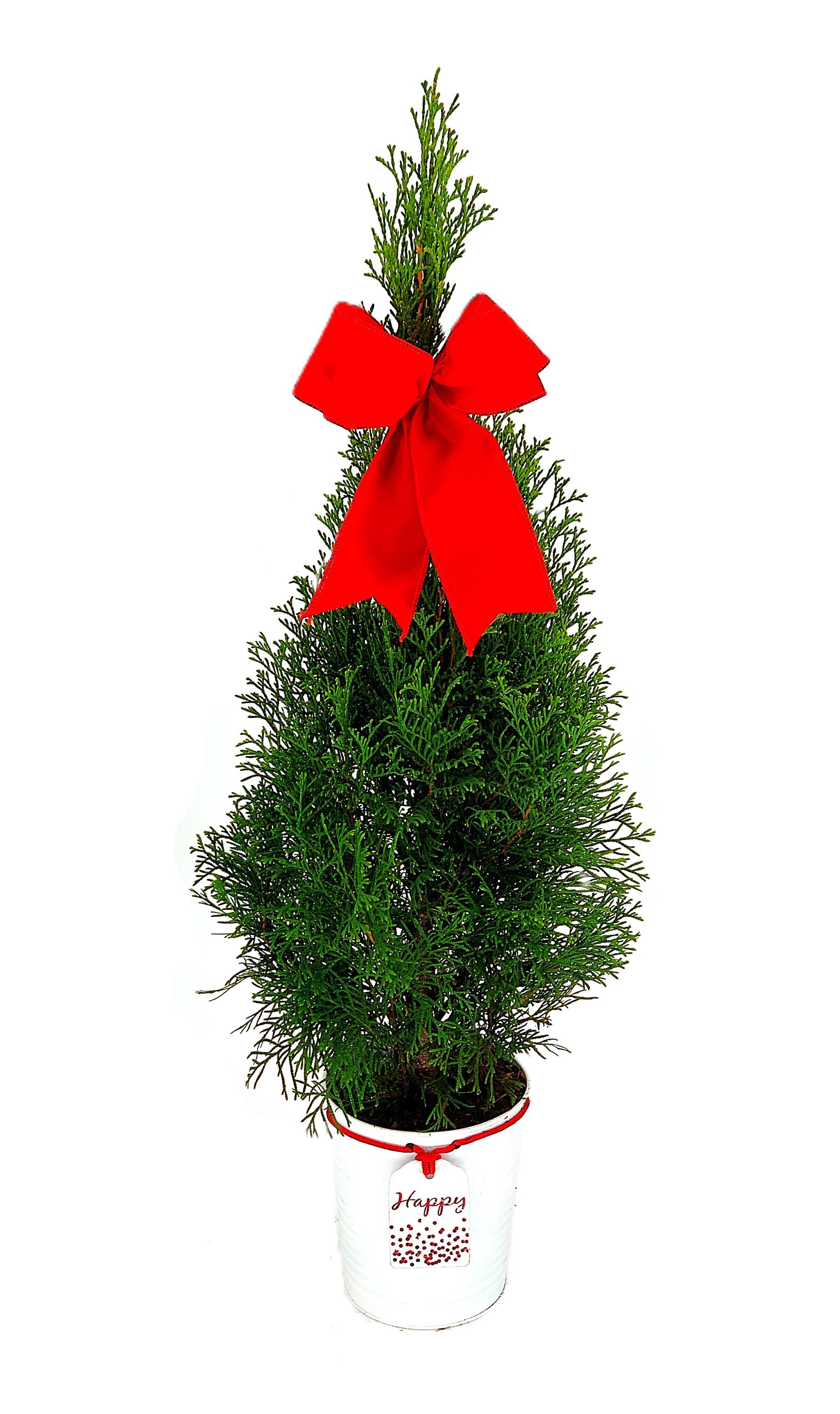  O881001GNBW Emerald Green Arborvitae Foundation/Hedge Shrub in 2.5-Quart Pot
