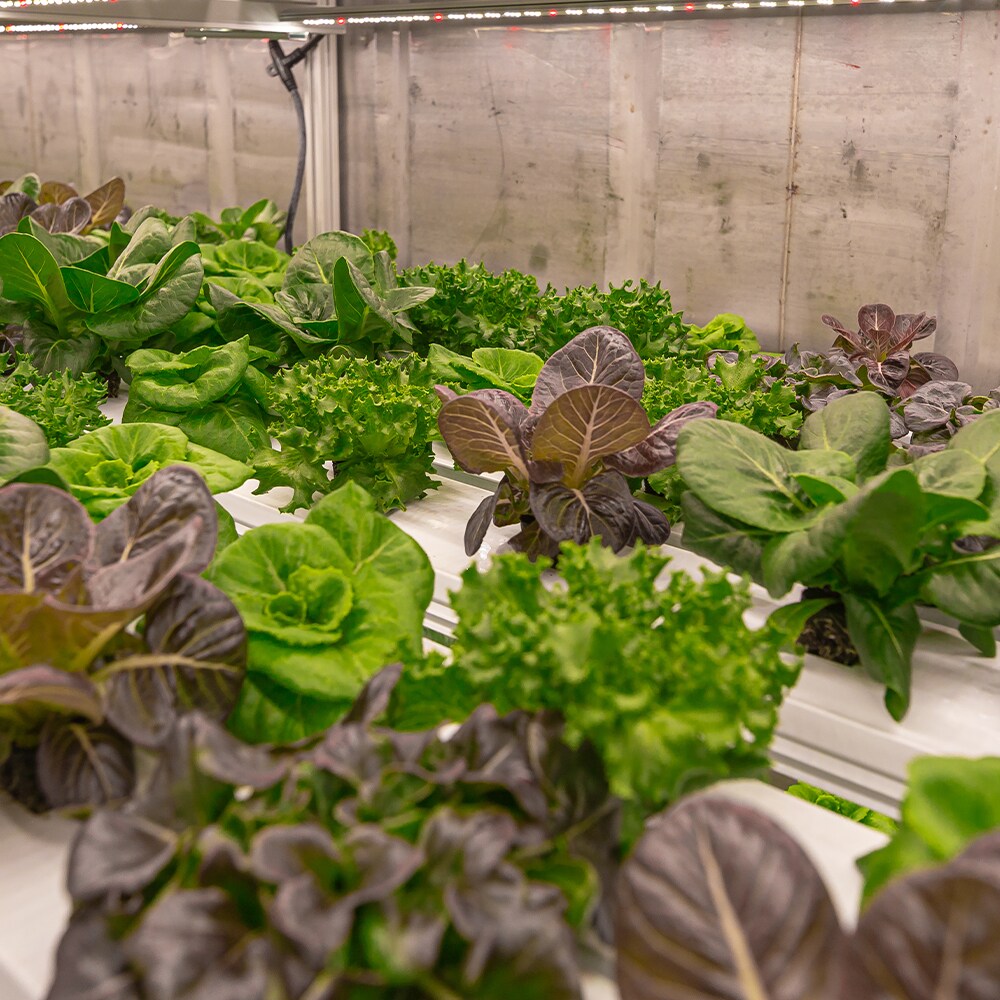 VOLT LOWGL-002 Grow-Lights - View #9