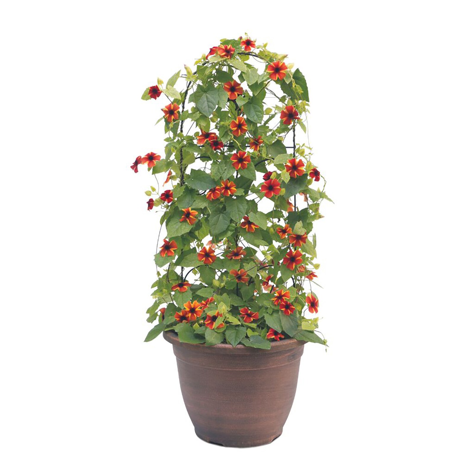 Proven Winners THUPRW1027100 annuals - View #4